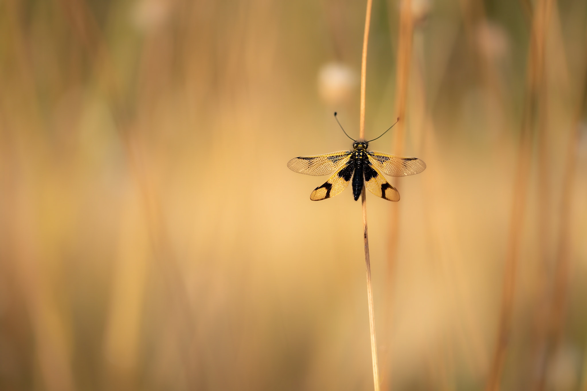 Ascalaphe ambré #2, Prades le Lez 2025