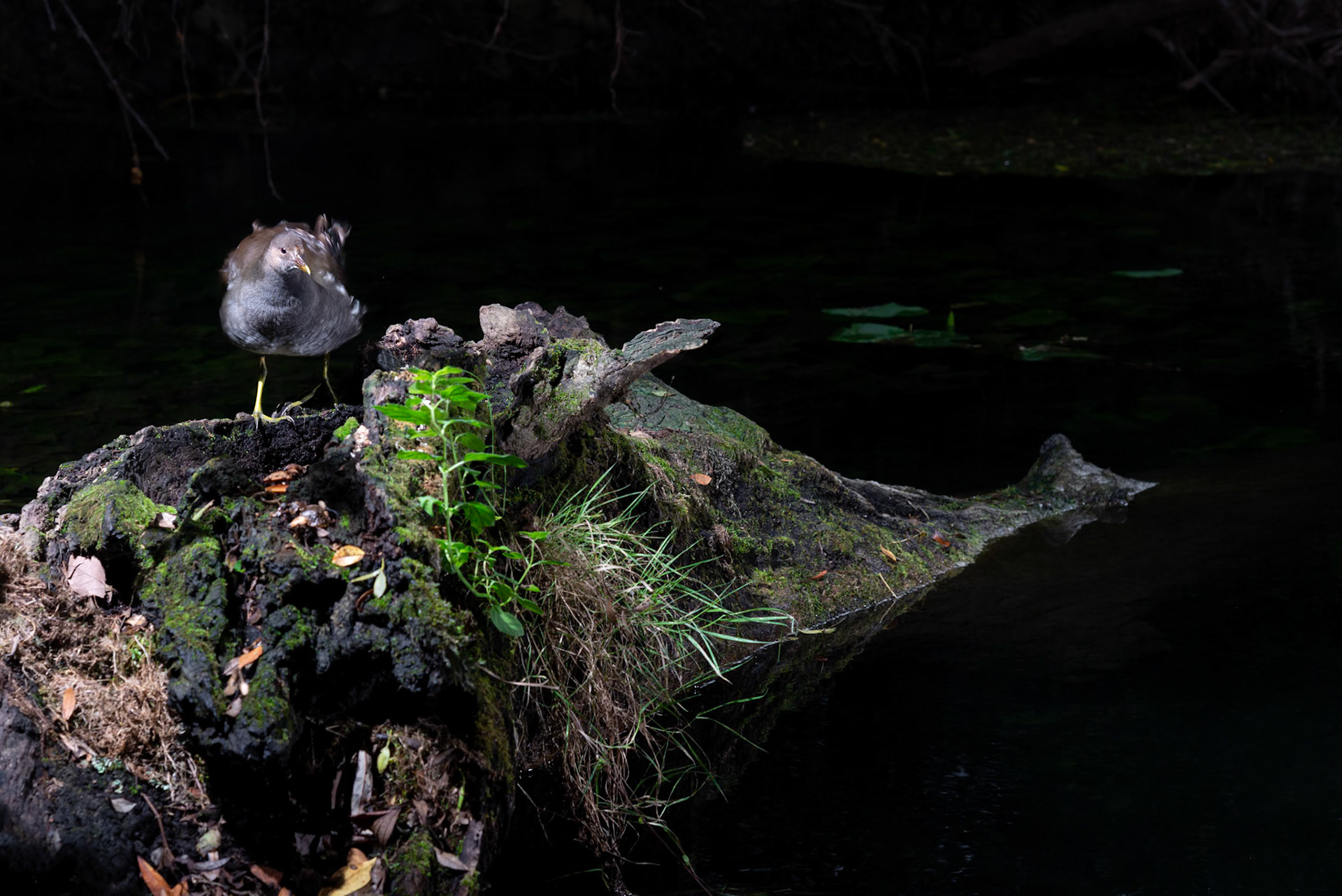 Gallinule, Prades le Lez 2024