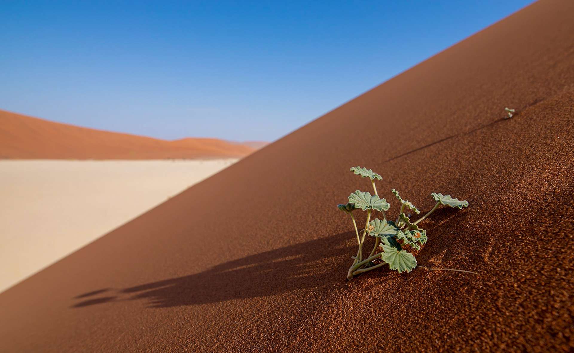 Alive! Namibia 2019