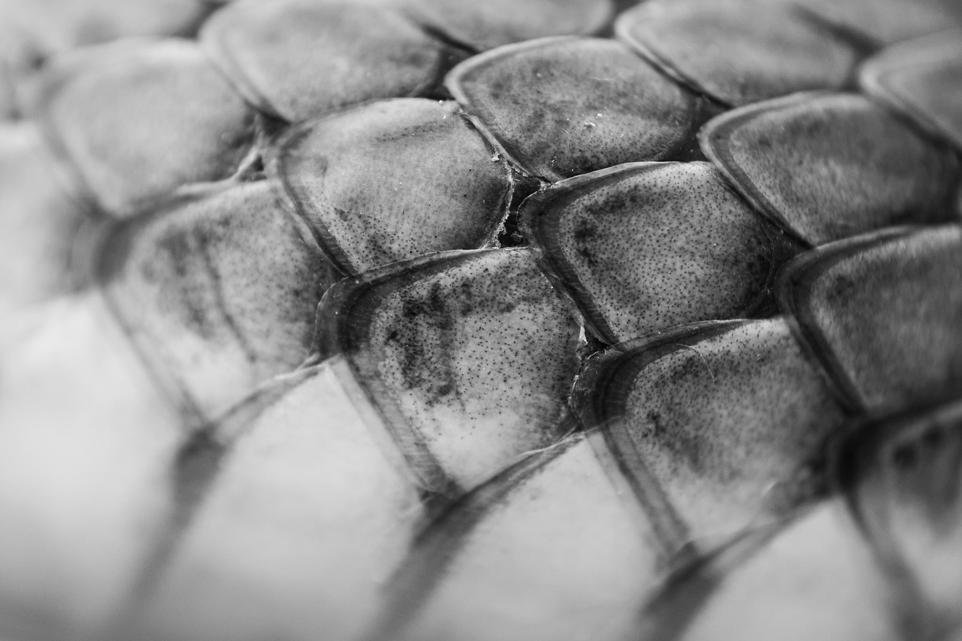 Close-up, Prades le Lez 2025