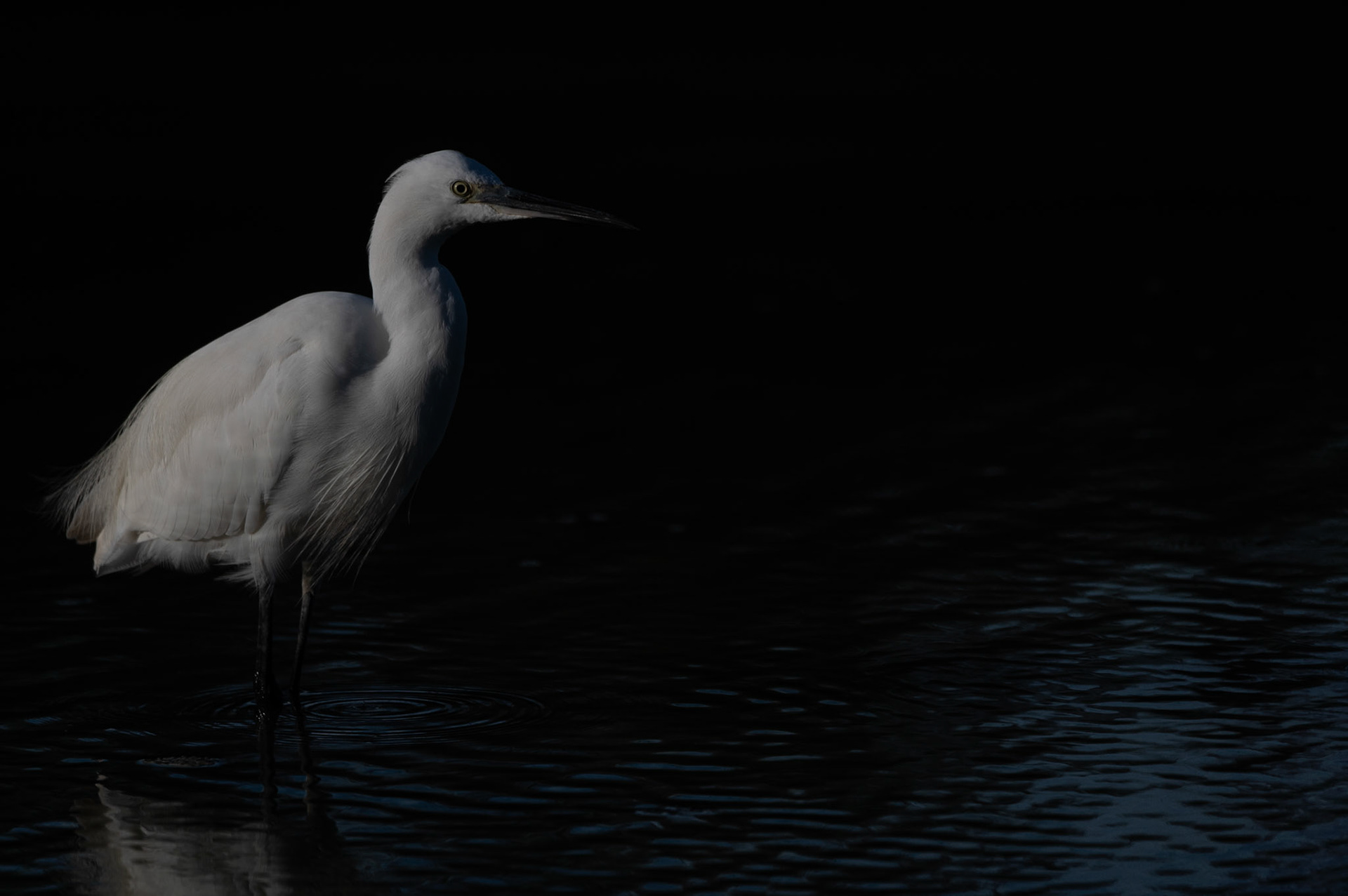 Rai de lumière, Camargue 2023