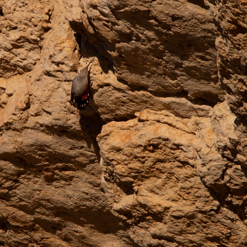 Cliffhanger, Hortus 2023