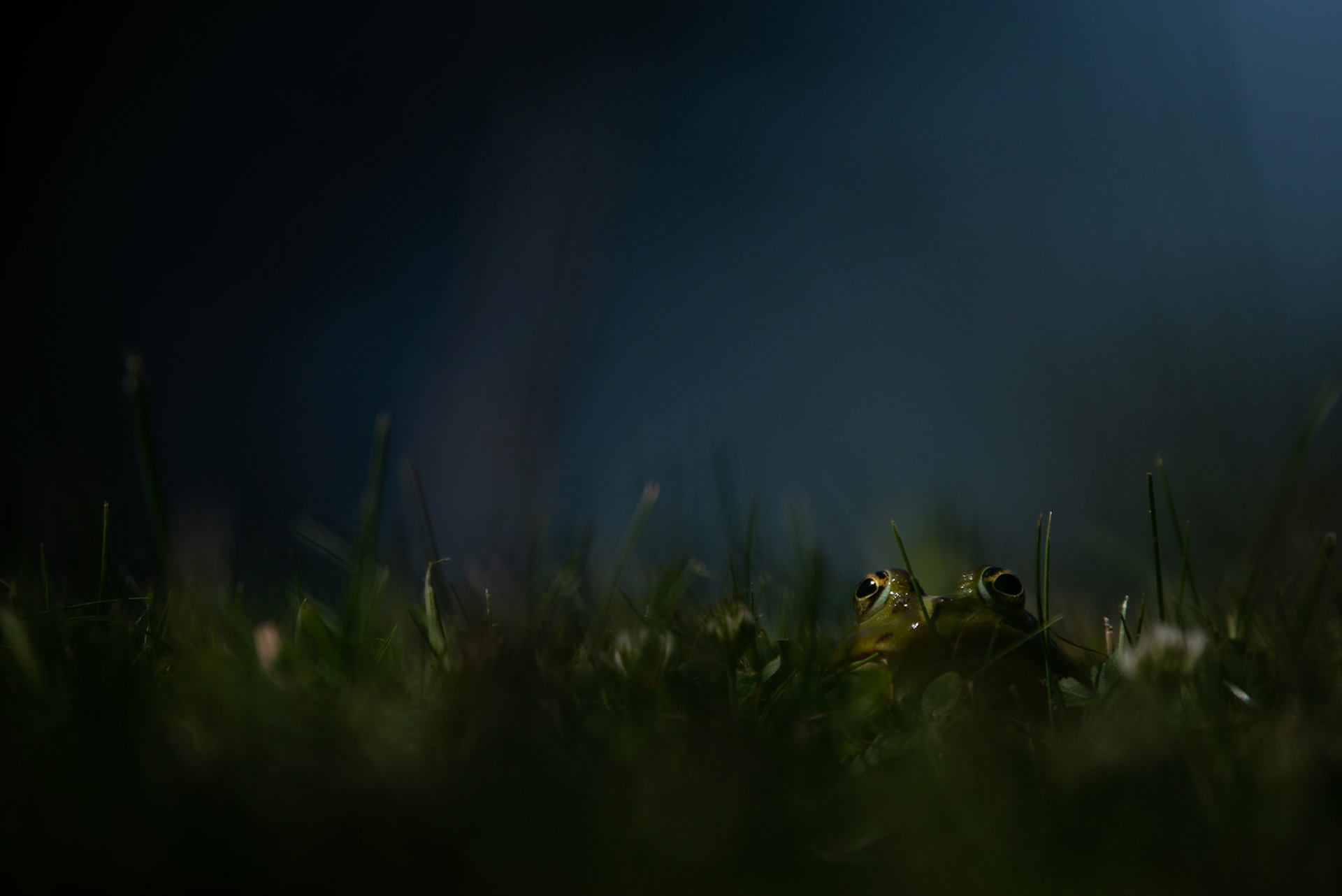 Grass is watching you 4, Coutières 2022