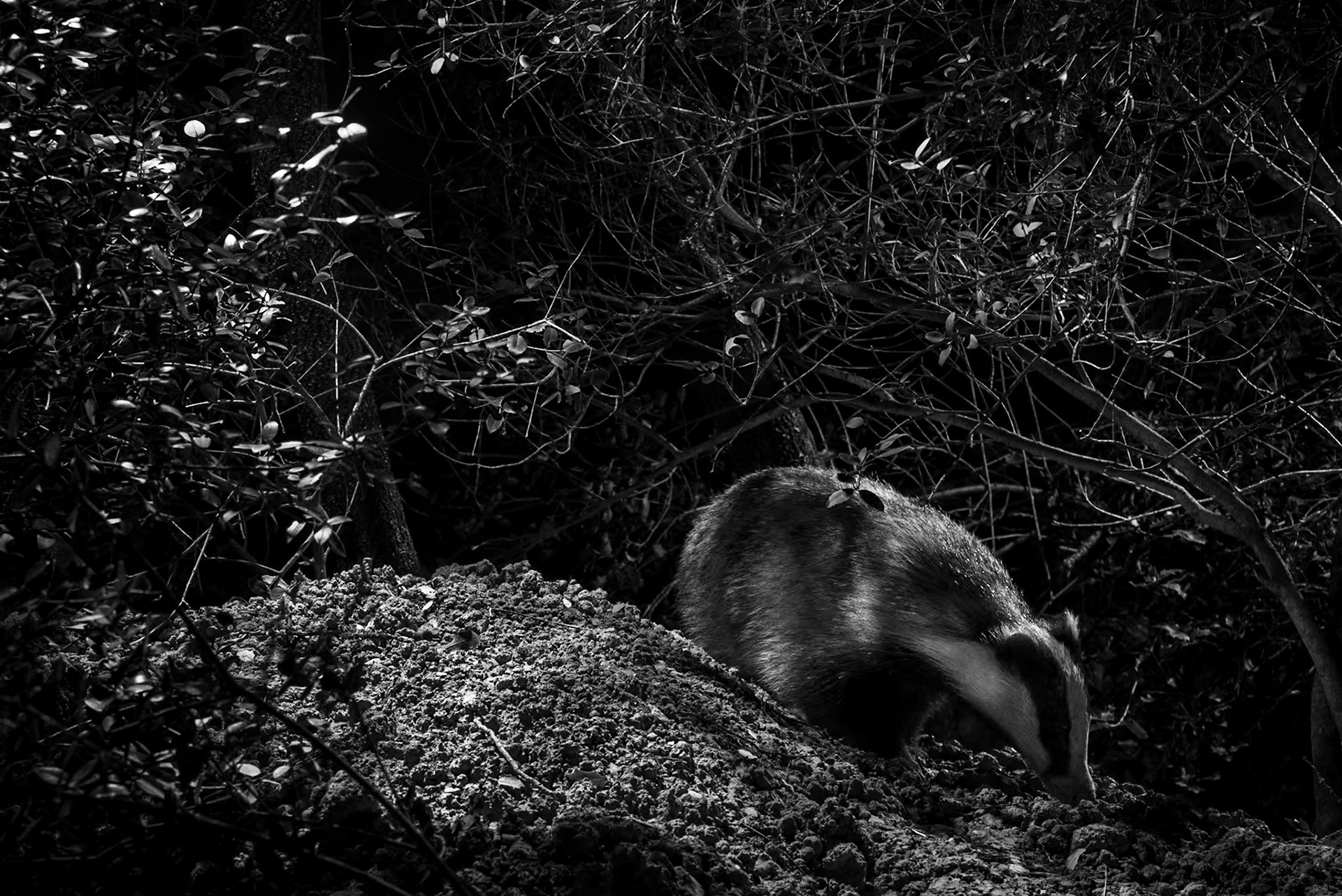 Petit ours, Prades le Lez 2024