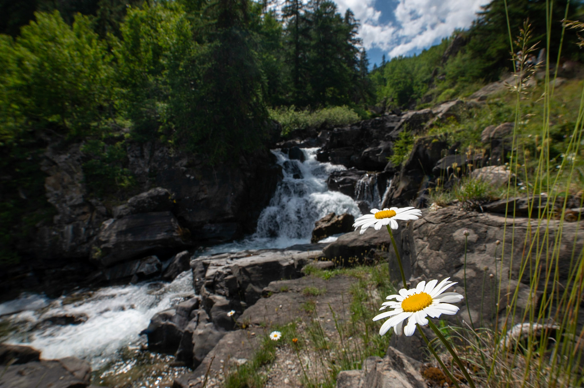 Au bord du torrent, Névache 2023