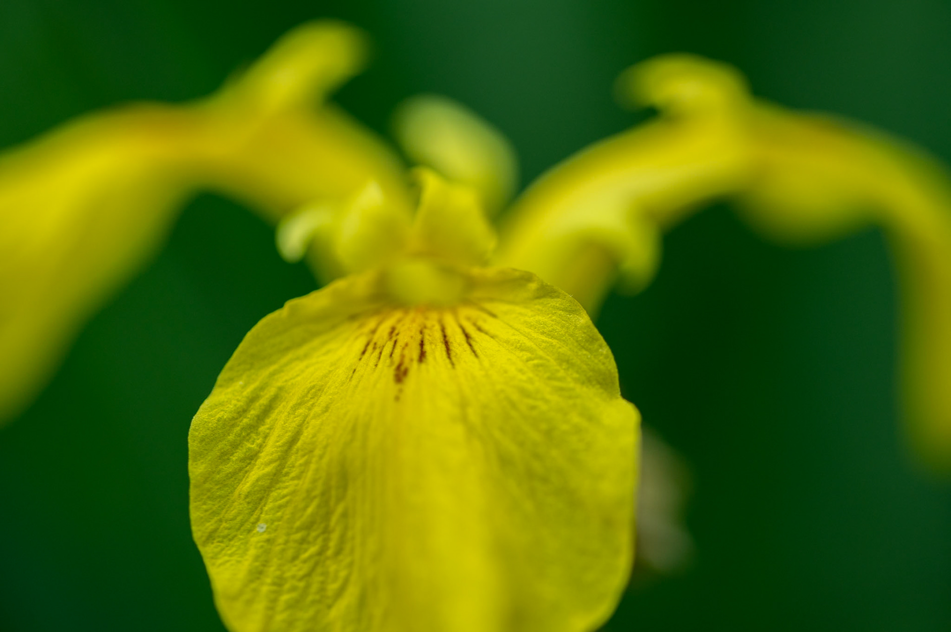 Iris des marais, Prades le Lez 2025