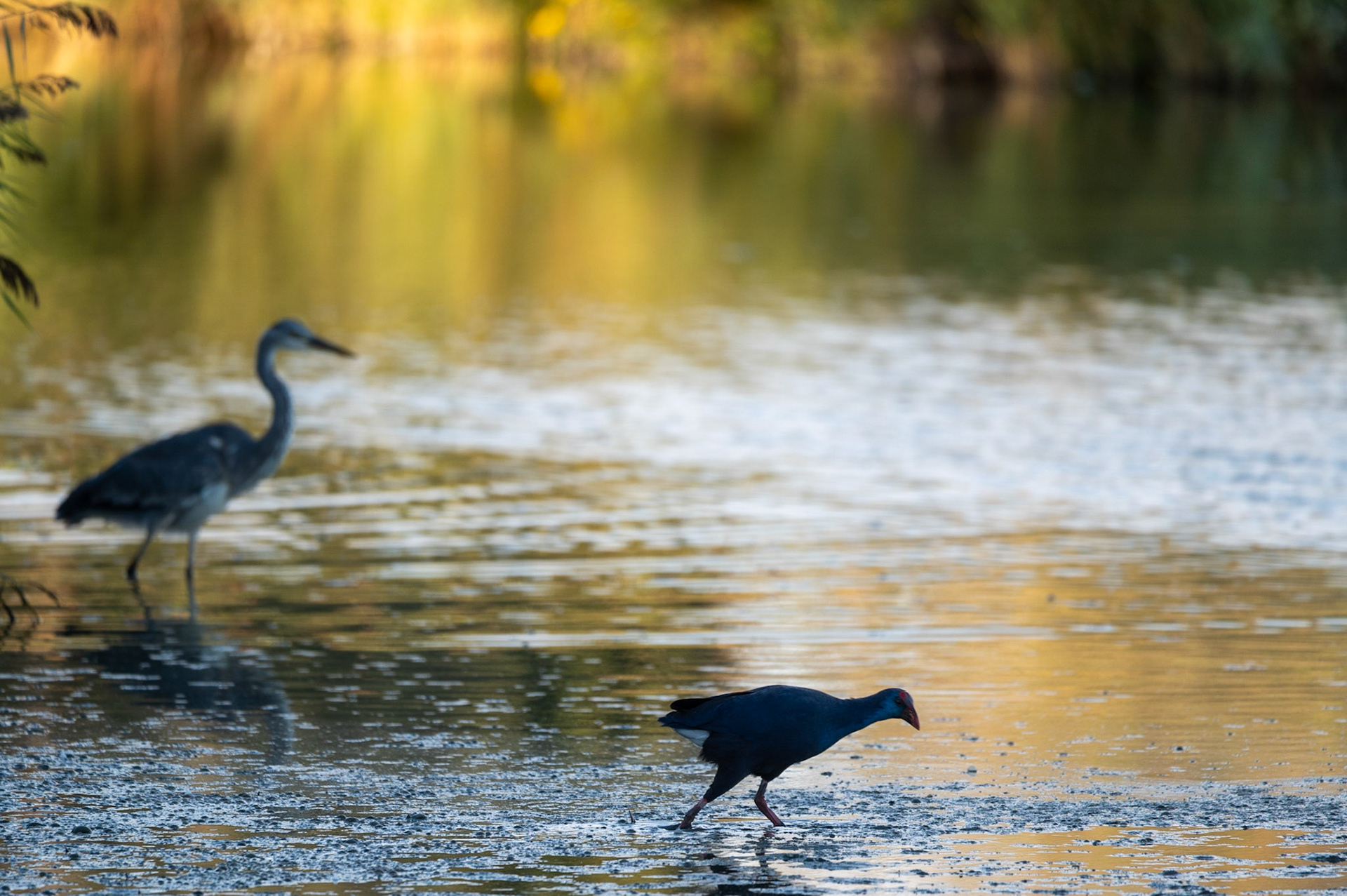 La Talève et le Héron, Camargue 2023