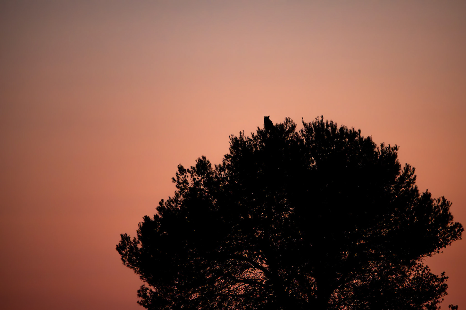 Pink hour, Prades le Lez 2024