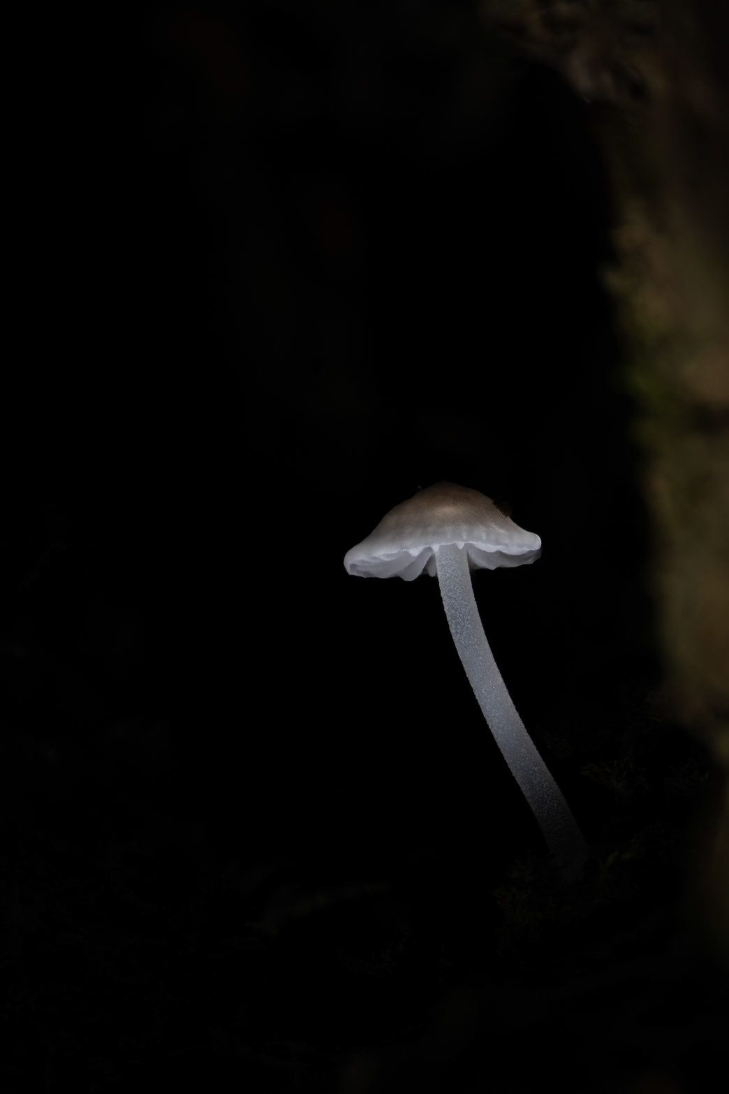 Tiny light #2, Prades le Lez 2025