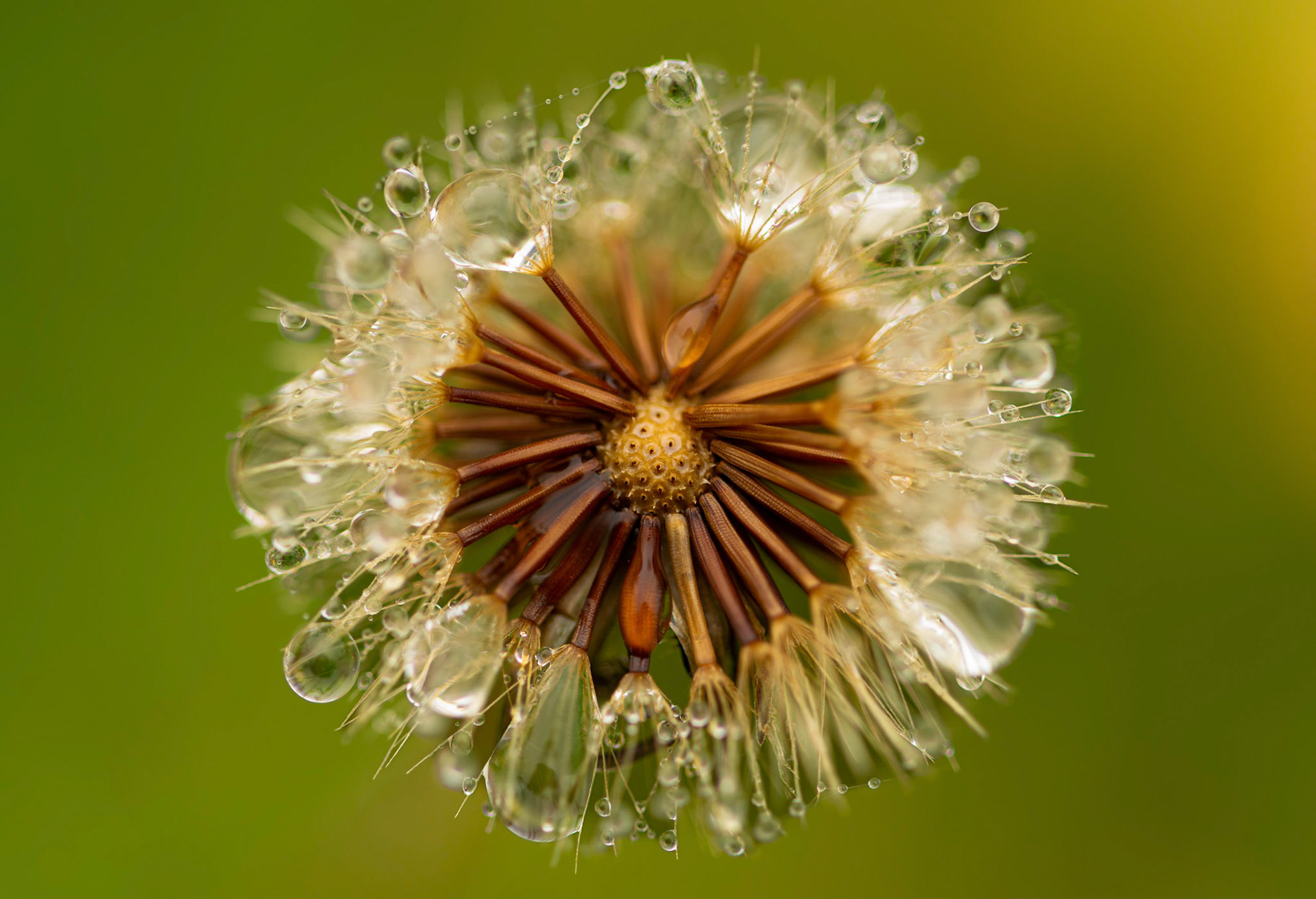 Akènes, Pyrénées 2021