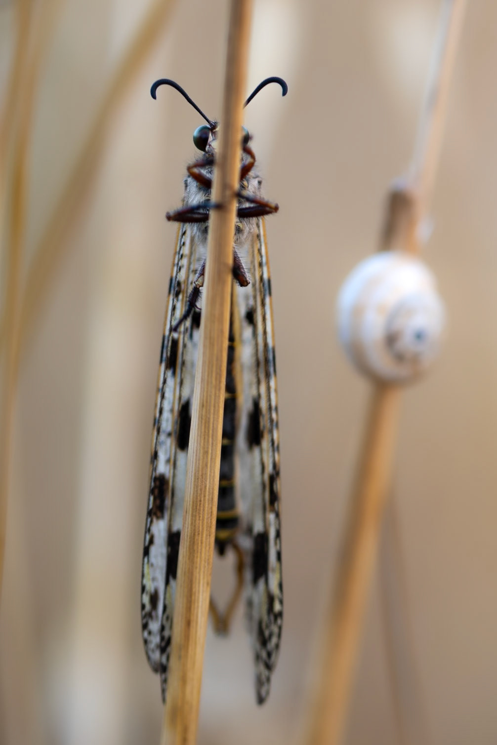 Grand Fourmilion, Prades le Lez 2025