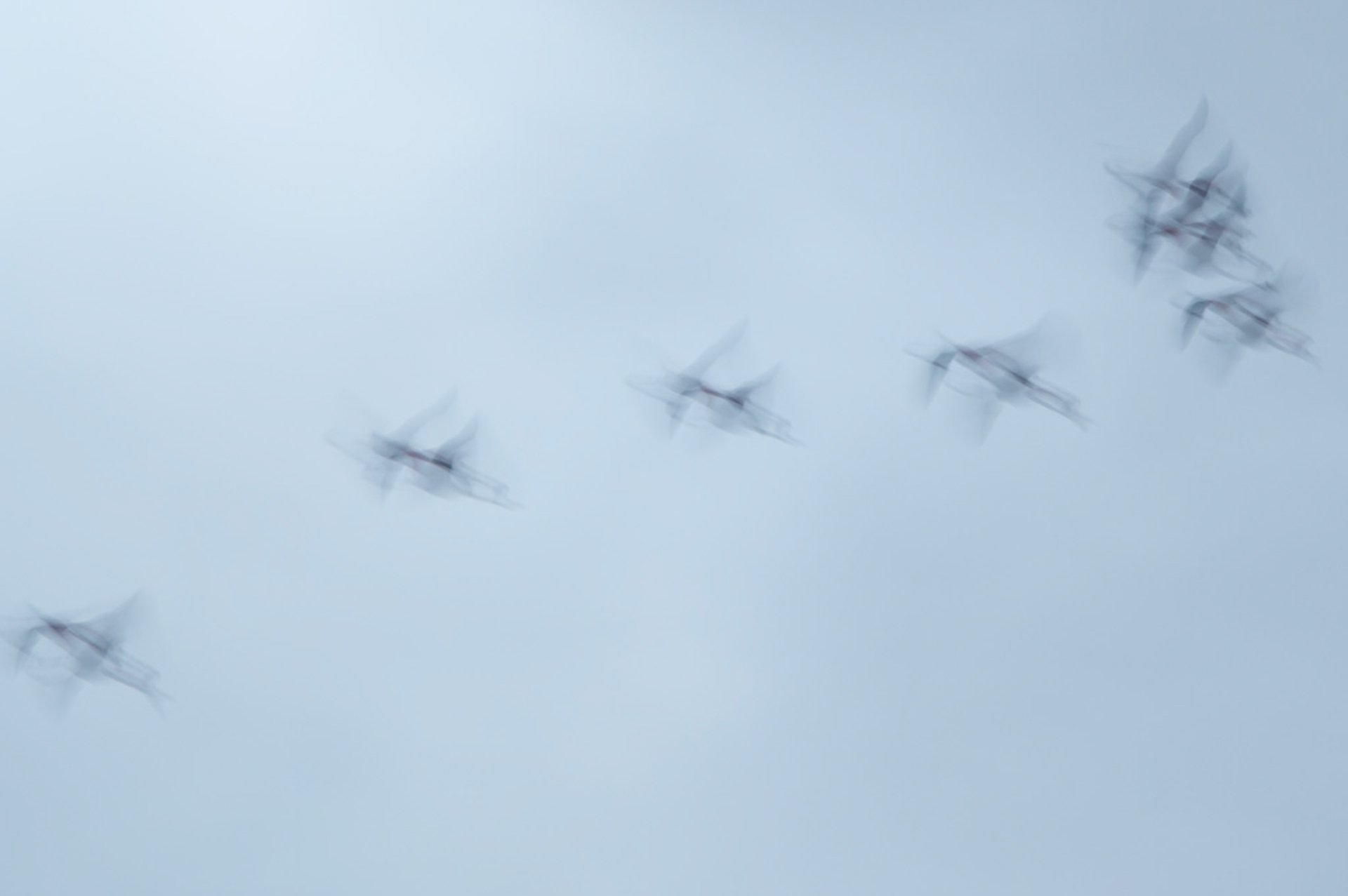 En vol, Camargue 2025