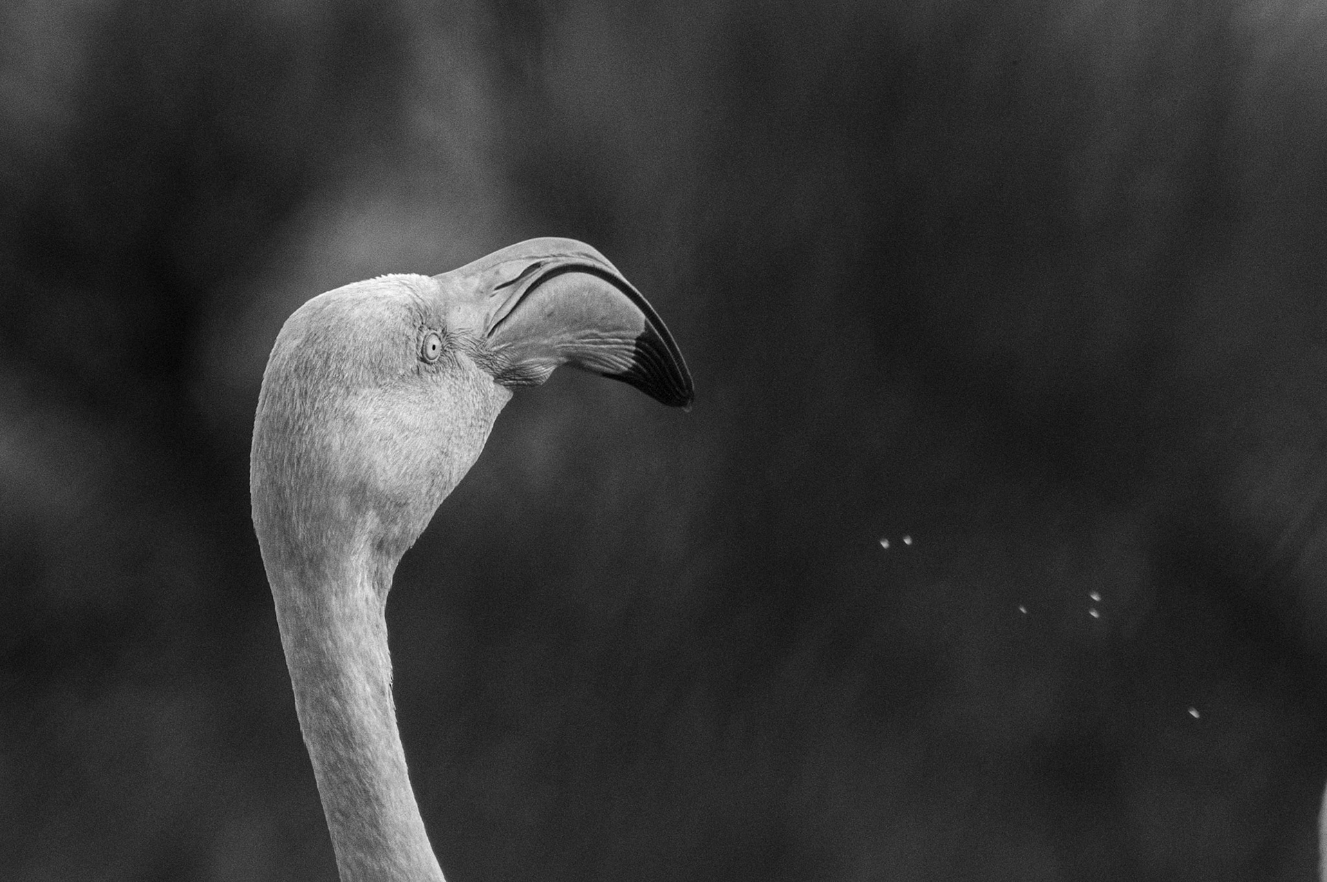 BandW, Camargue 2025