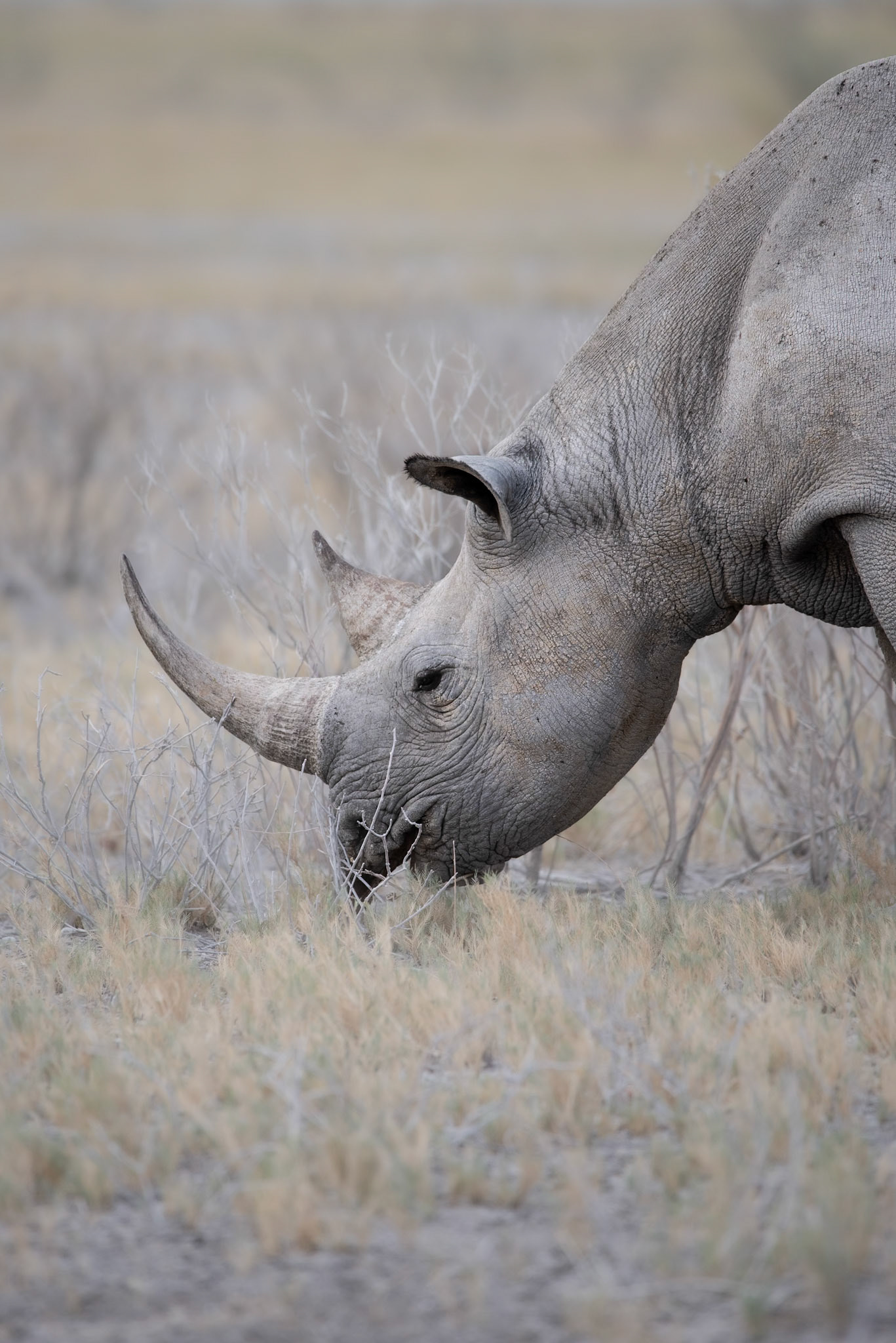 The Black One #4, Namibia 2019
