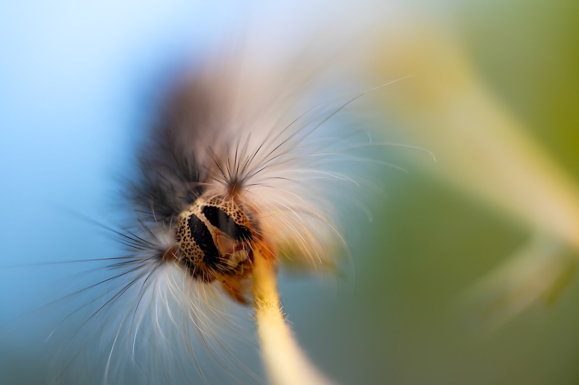 Lion clown, Prades le Lez 2024