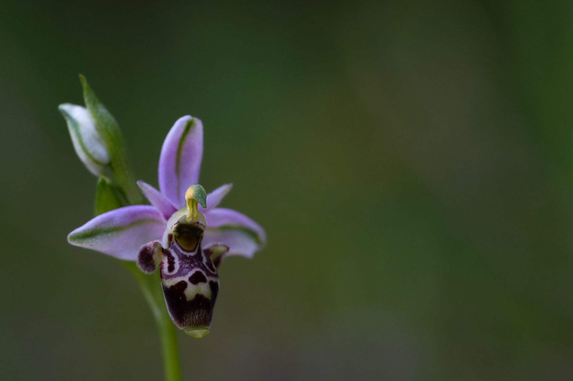 Ophrys becasse, Prades le Lez 2025
