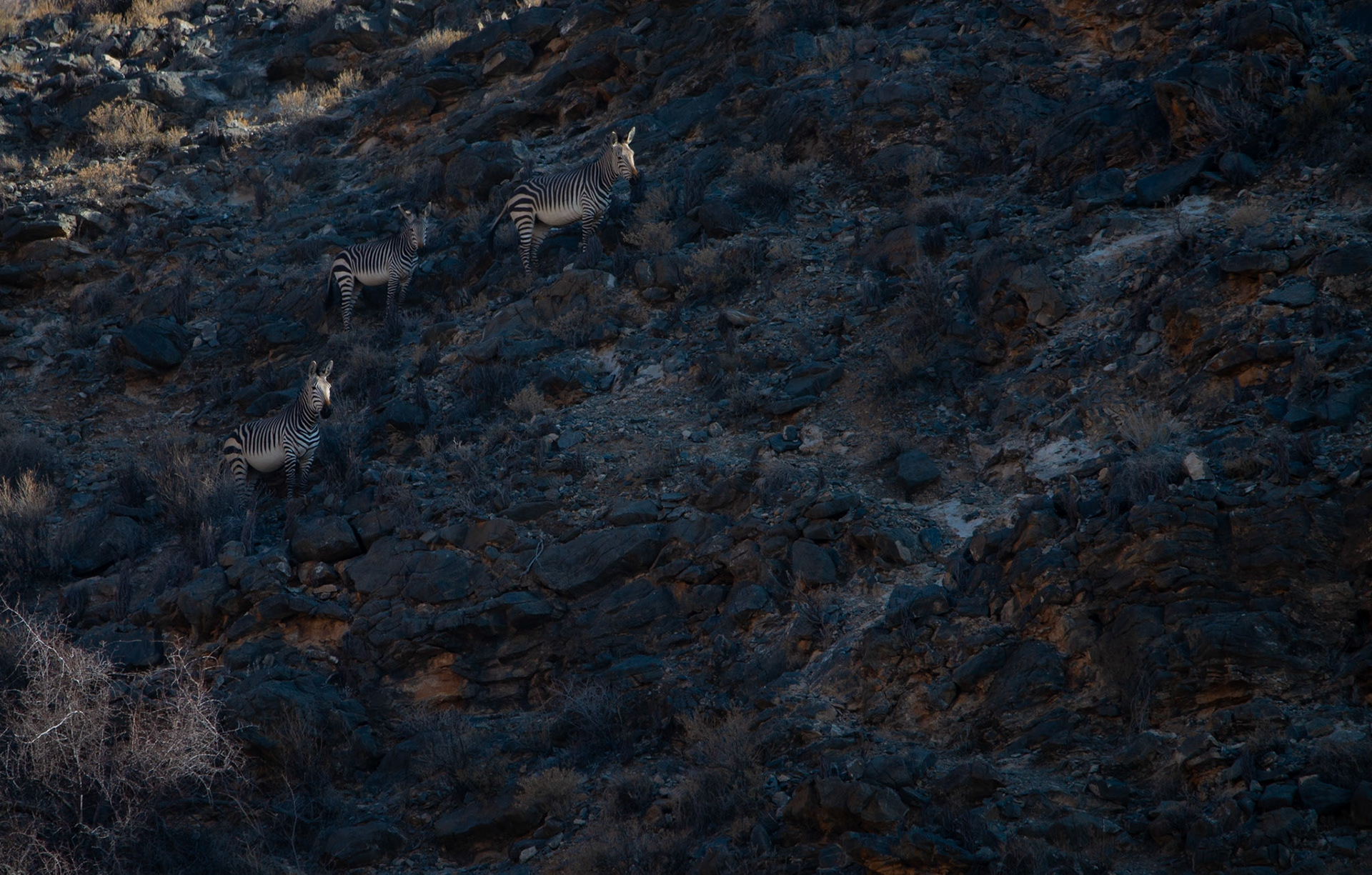 Hartmann's zebra, Namibia 2019