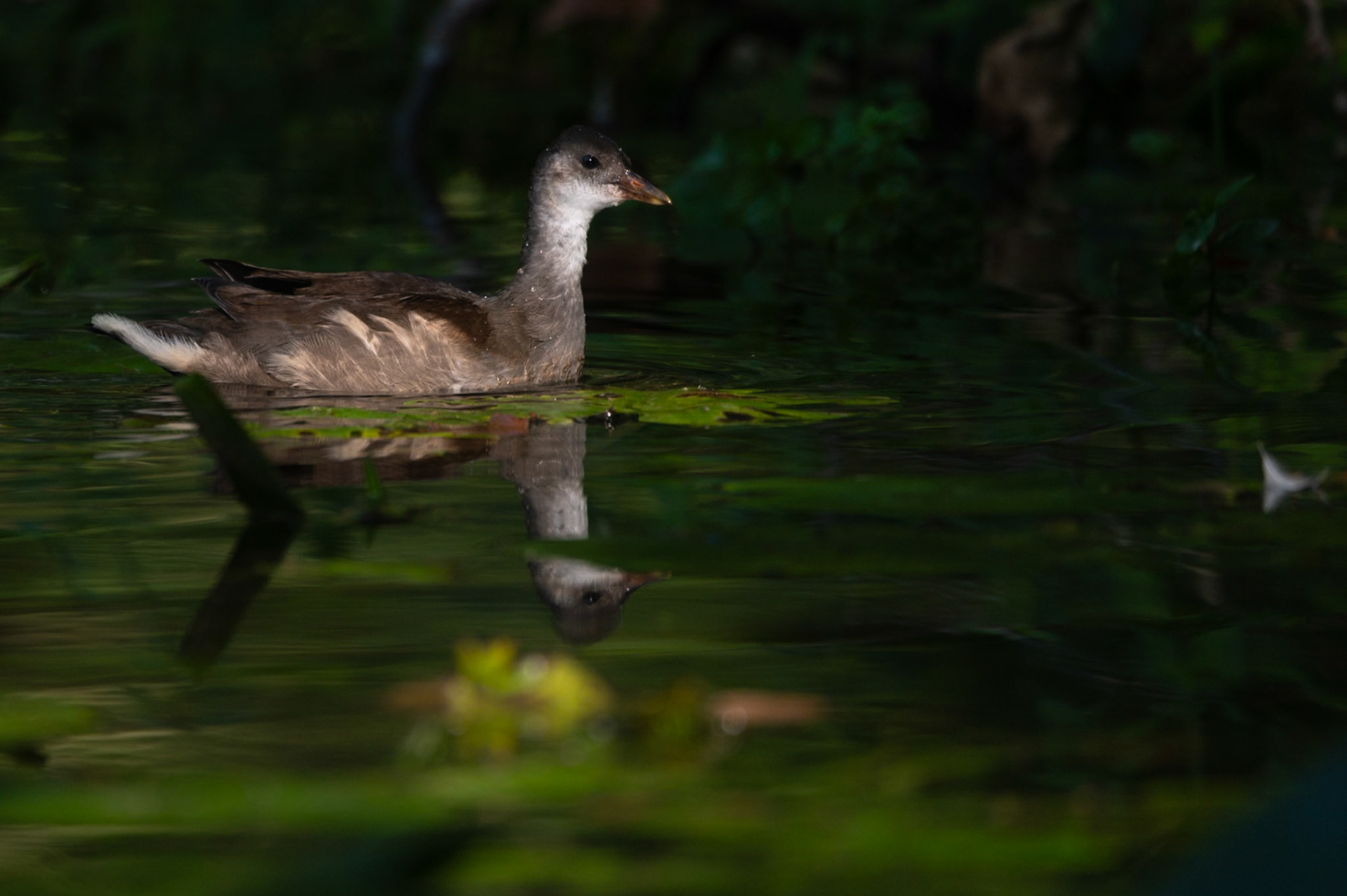 La poule, Prades le Lez 2024