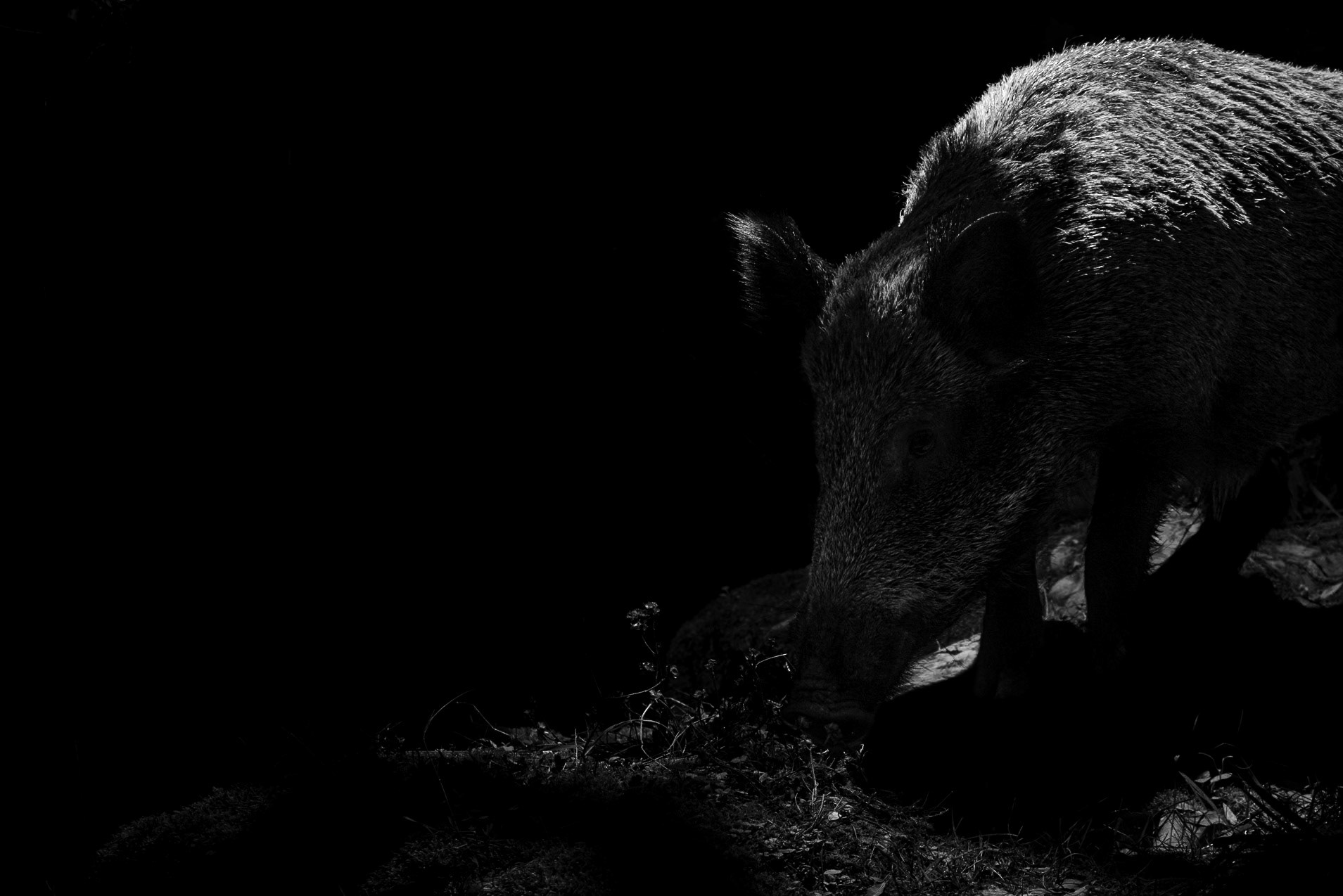 Boar BW, Prades le Lez 2023