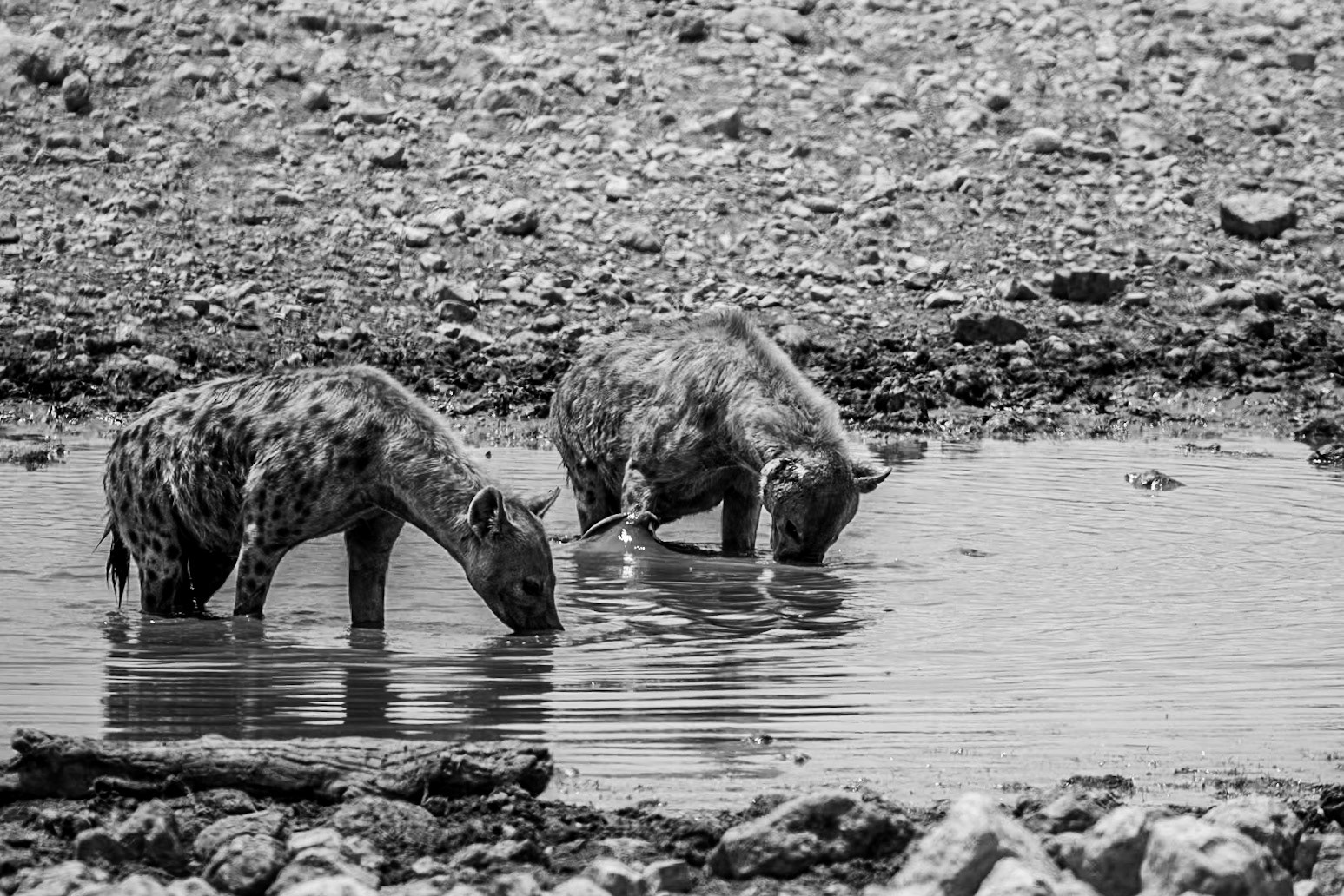 Hyenas, Namibia 2019