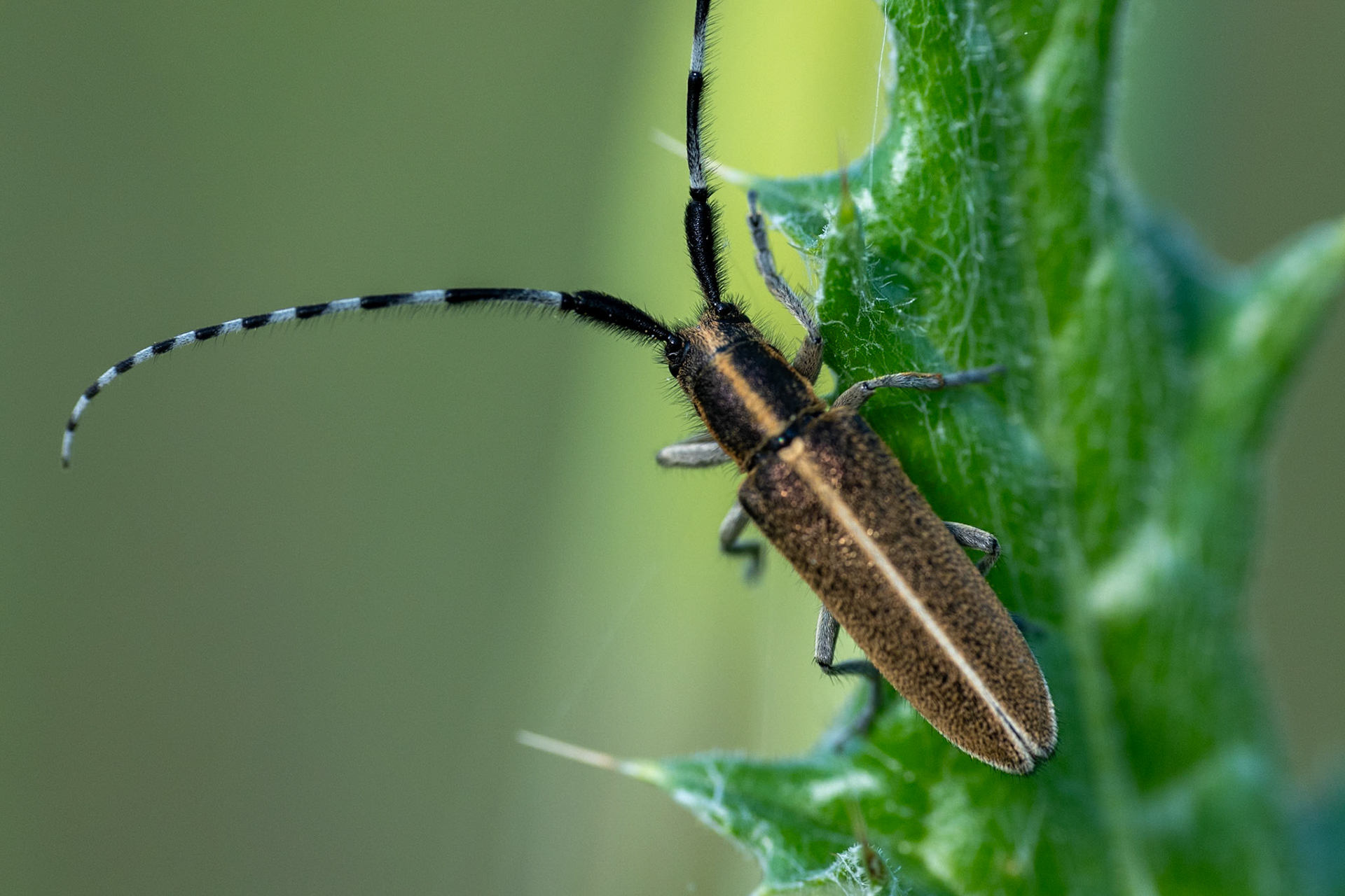 Agapanthia dahli #1, Prades le Lez 2025