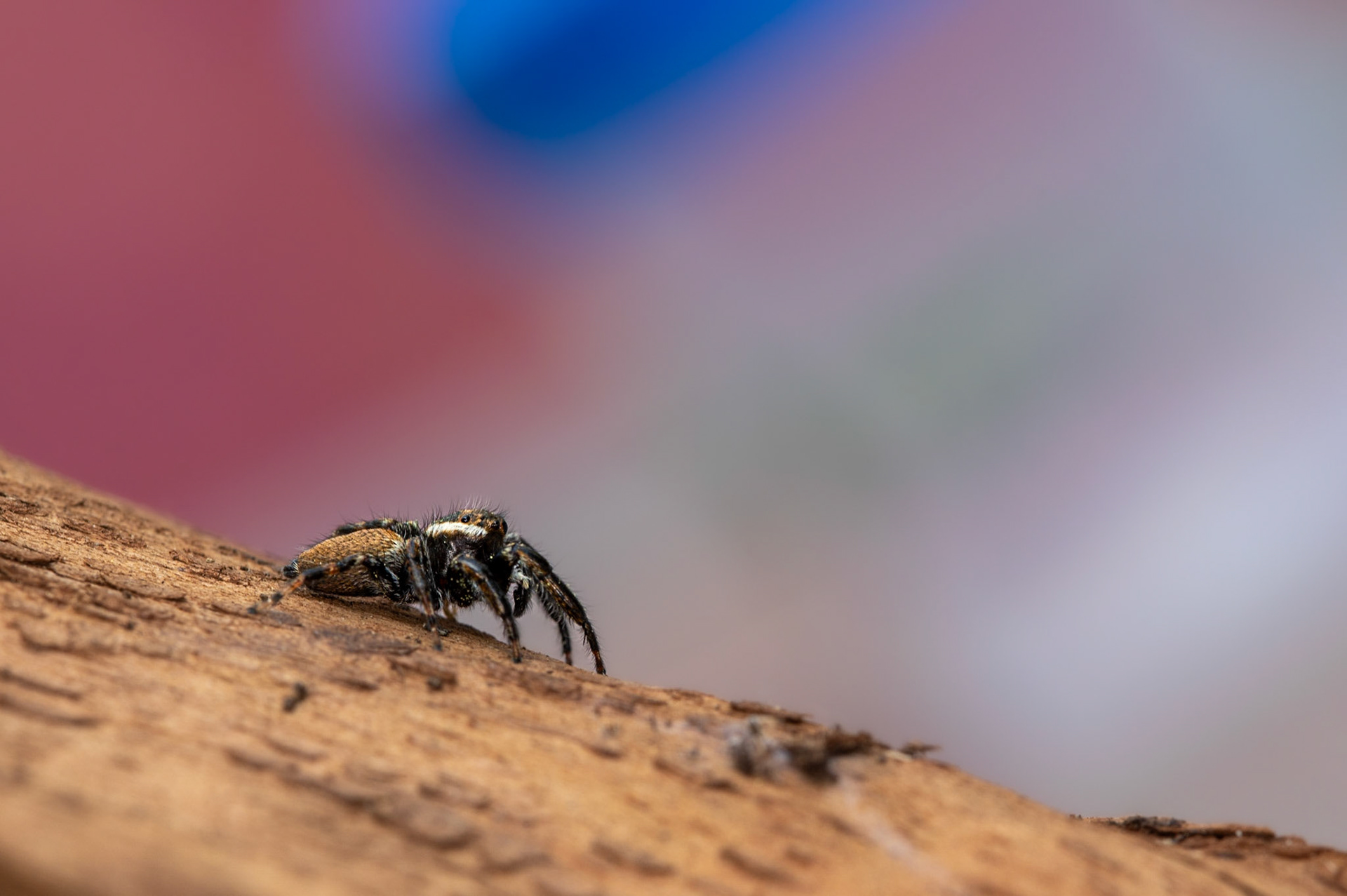 Profil, Prades le Lez 2023