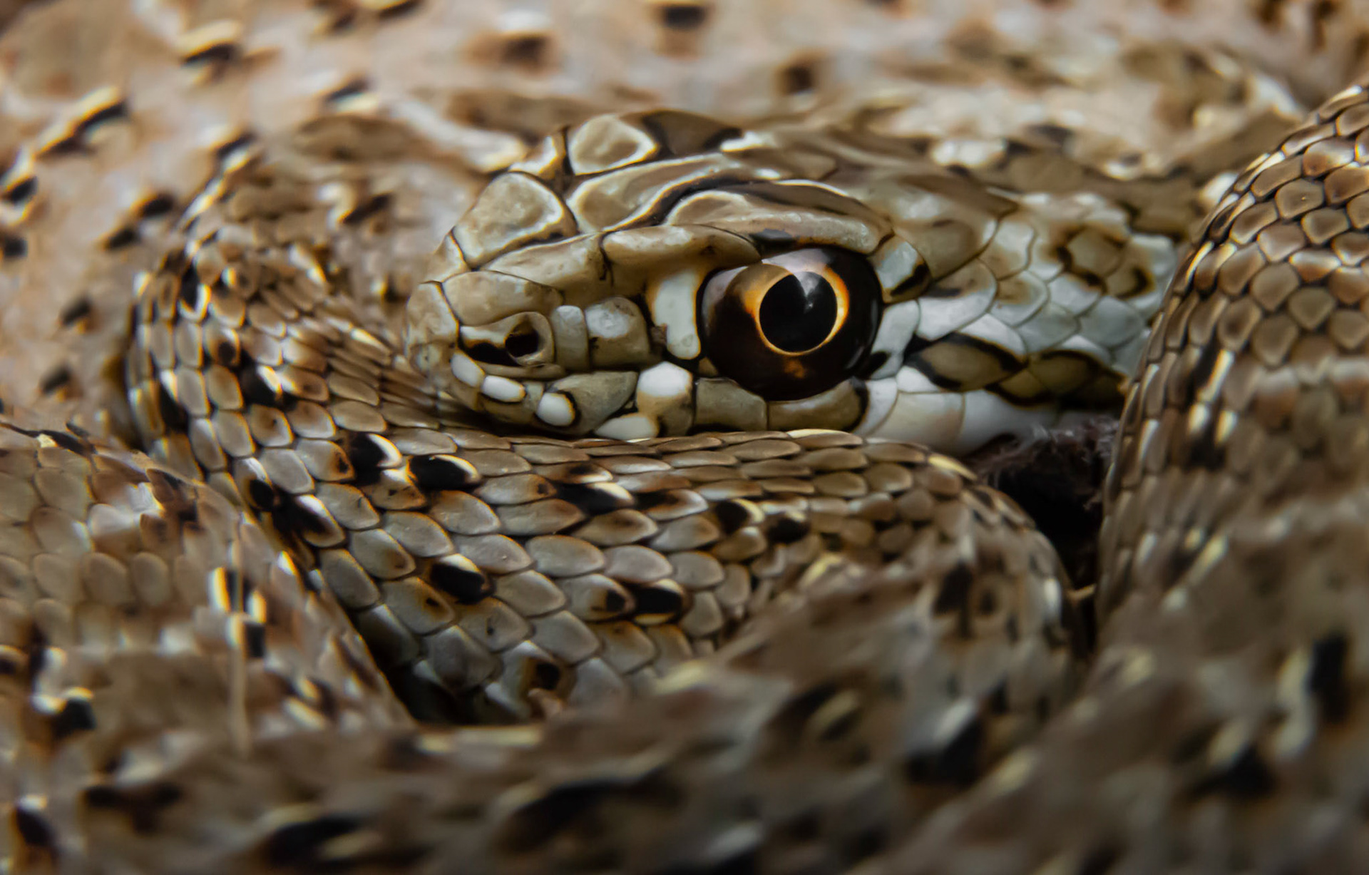 Dans l'oeil du serpent, Montpellier 2019