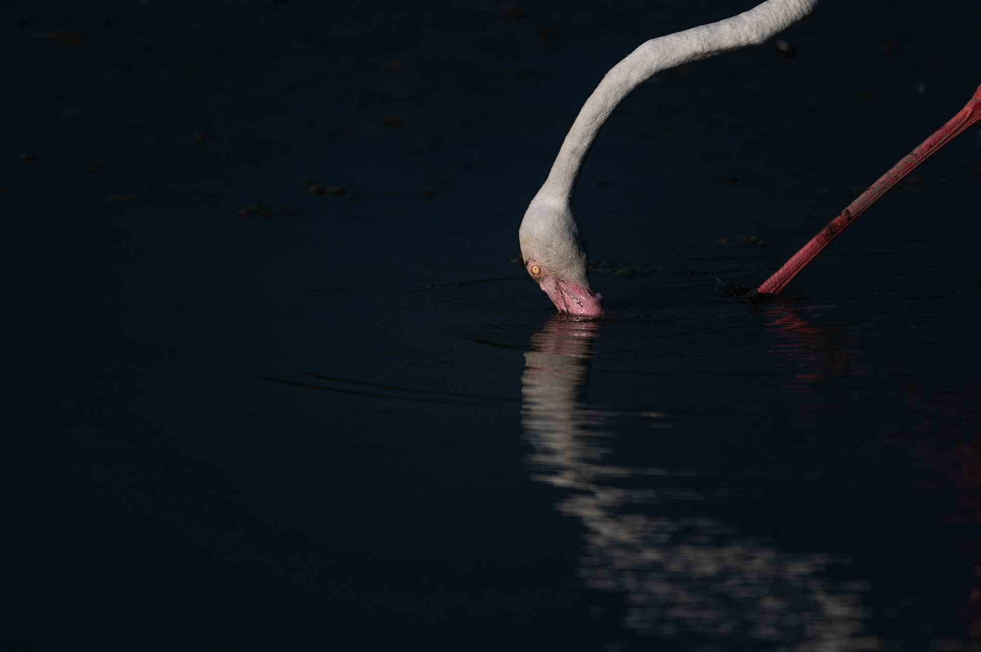 Parallèle, Camargue 2023