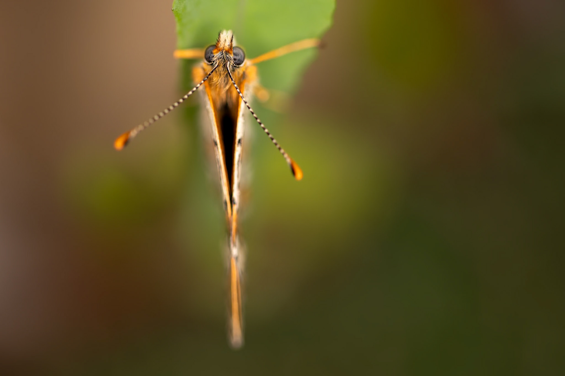 From above, Prades le Lez 2024