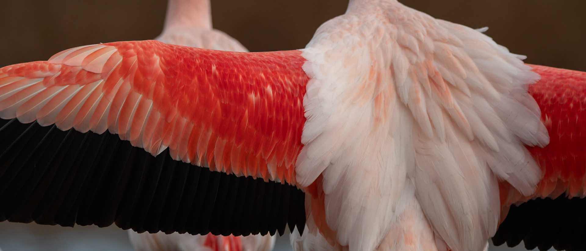 Pink Parade, Camargue 2025