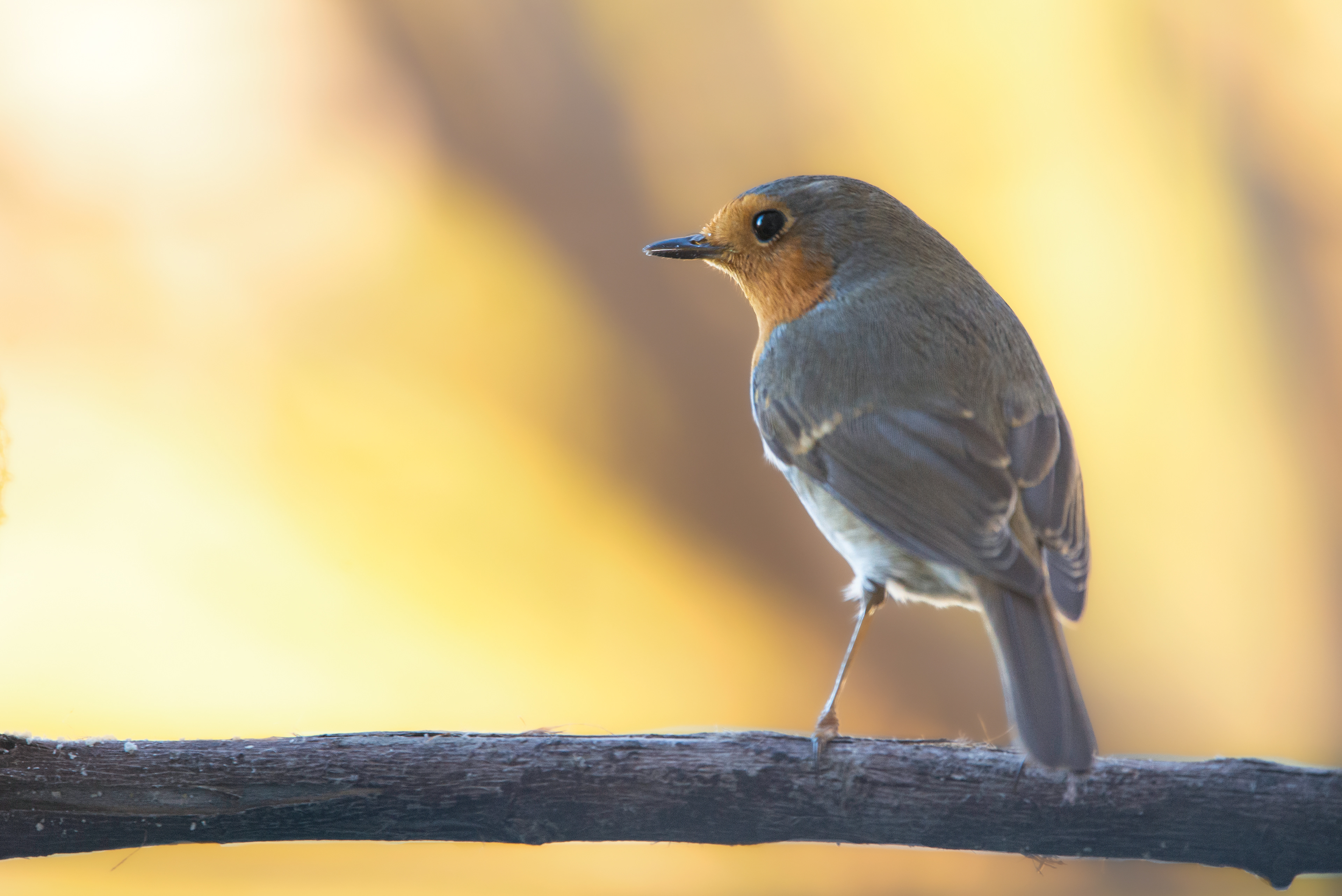 Erithacus rubecula, Prades le Lez 2022