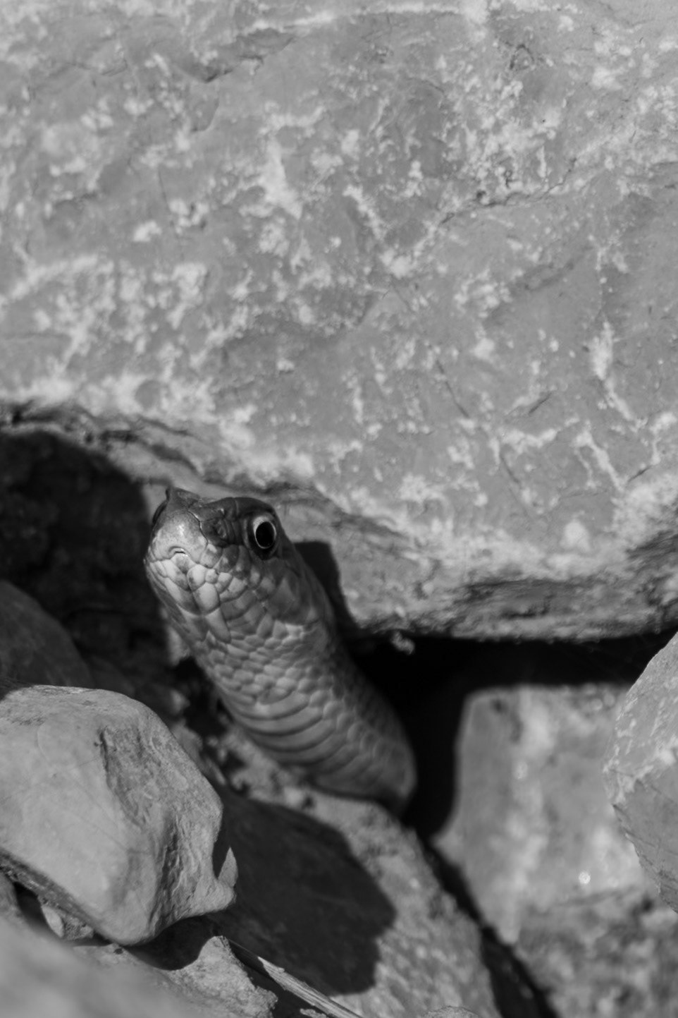 House of Rock #1, Prades le Lez 2025