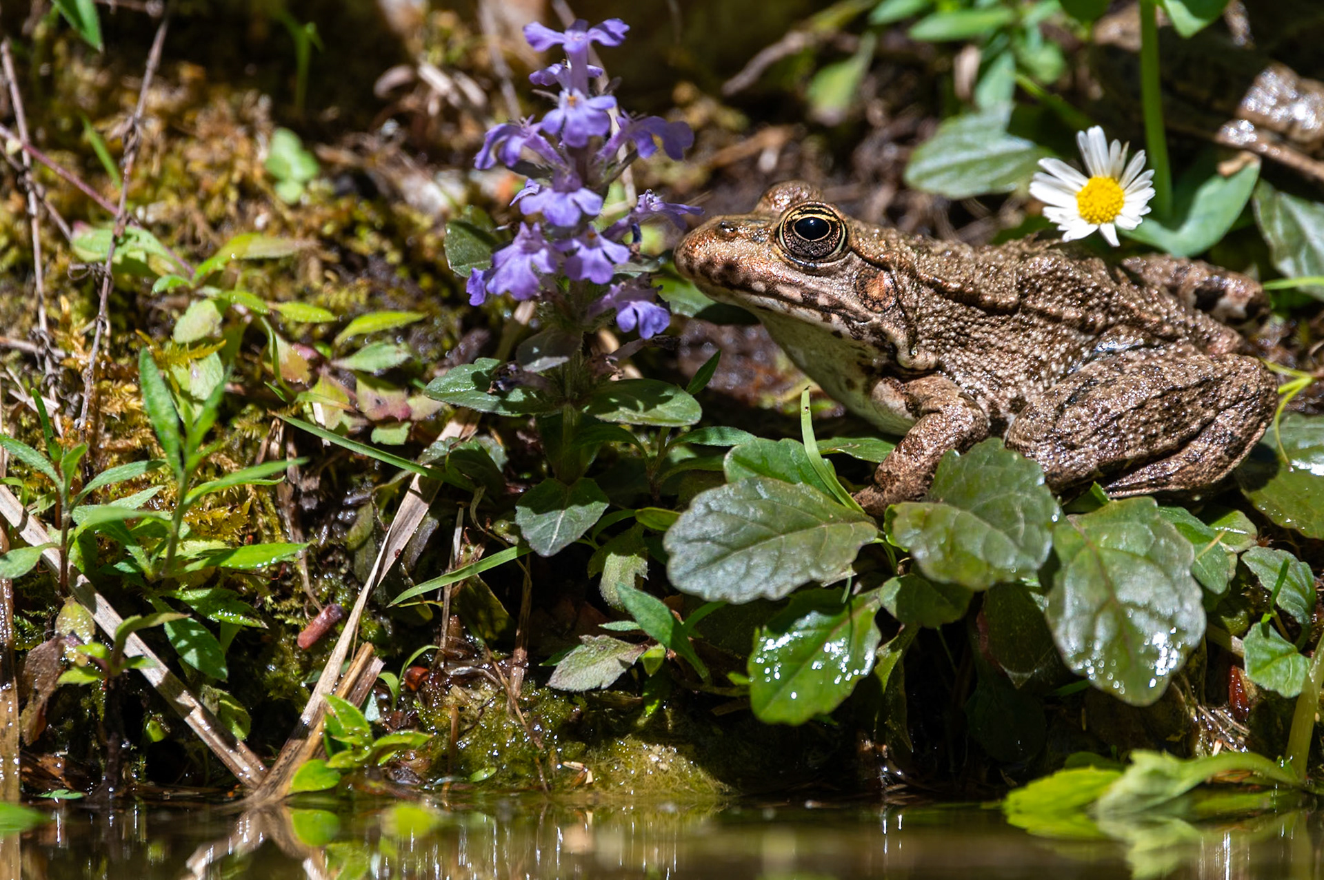 Spring frog, Montpellier 2024