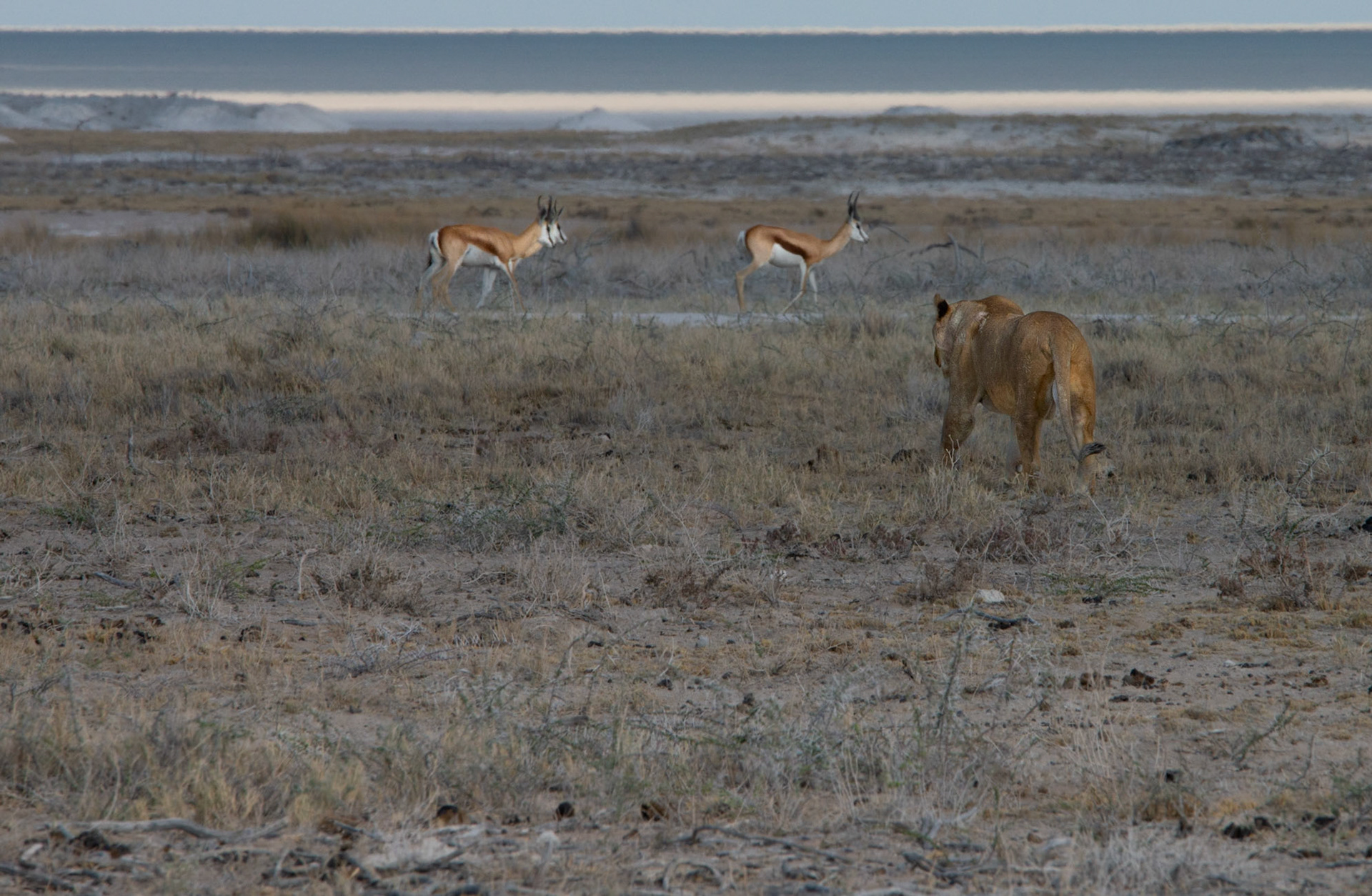 Why not? Namibia 2019