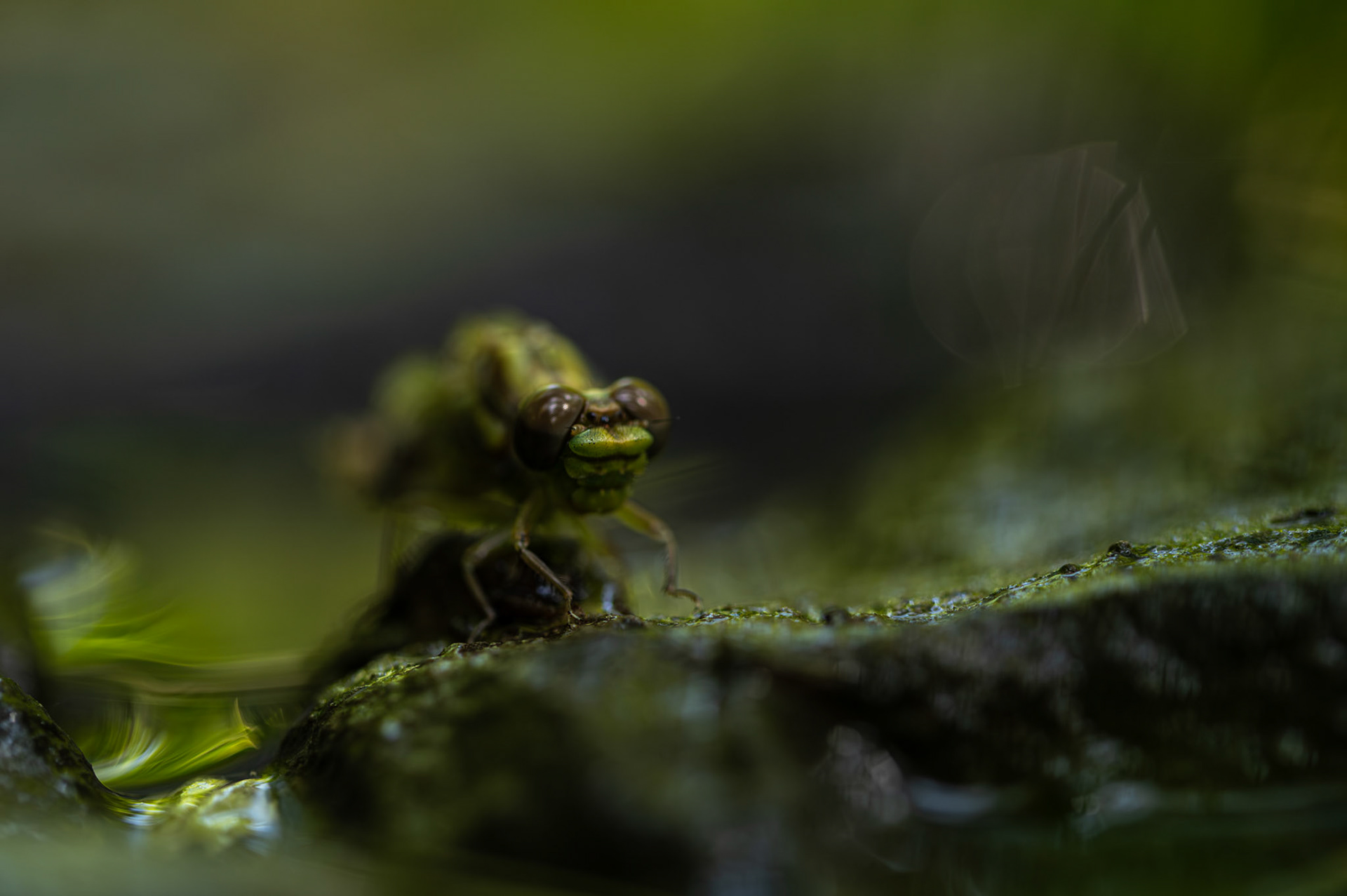 Rebirth, Prades le Lez 2025