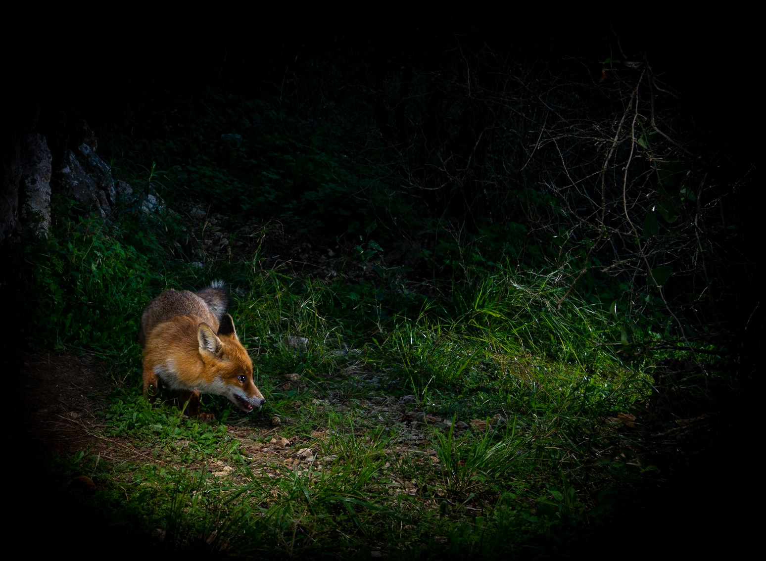 Renard 1, Montpellier 2022