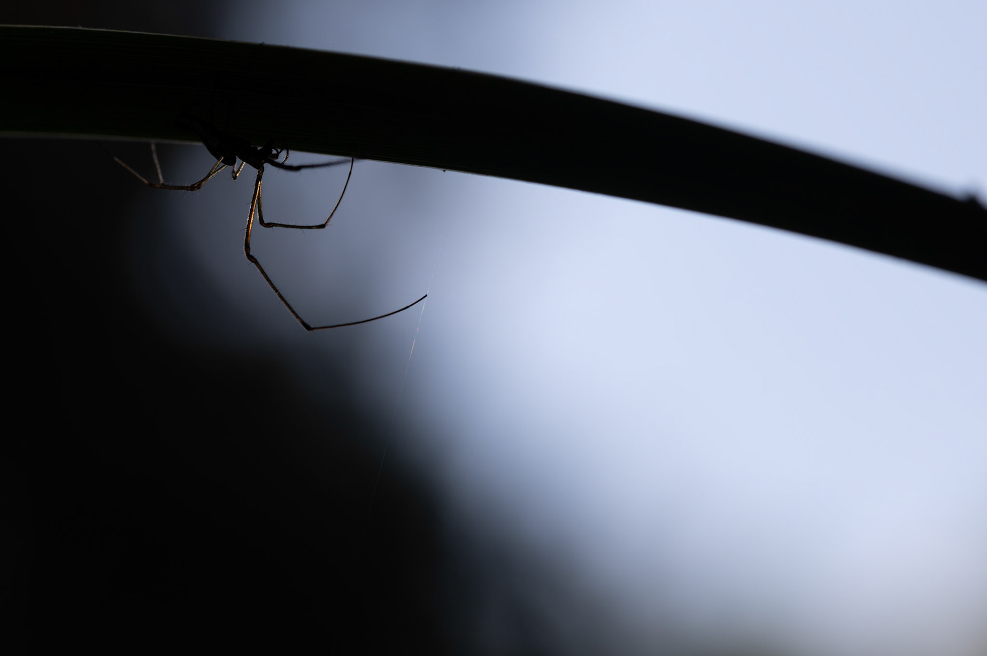 Clair obscur, Prades le Lez 2024