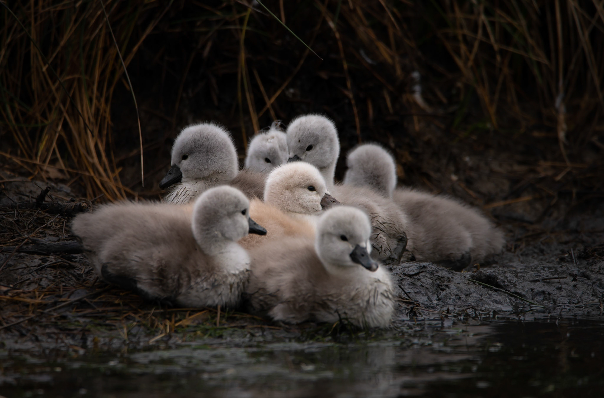 Duvet, Le Teich 2022