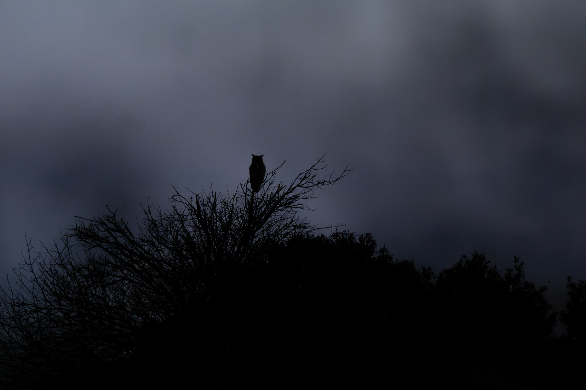 Bubo #2, Prades le Lez 2025