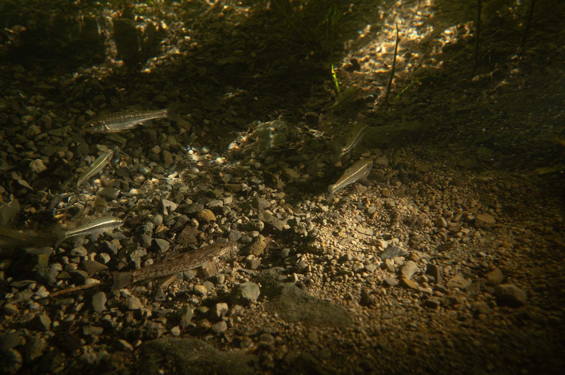 Loche et vairons #3, Prades le Lez 2024