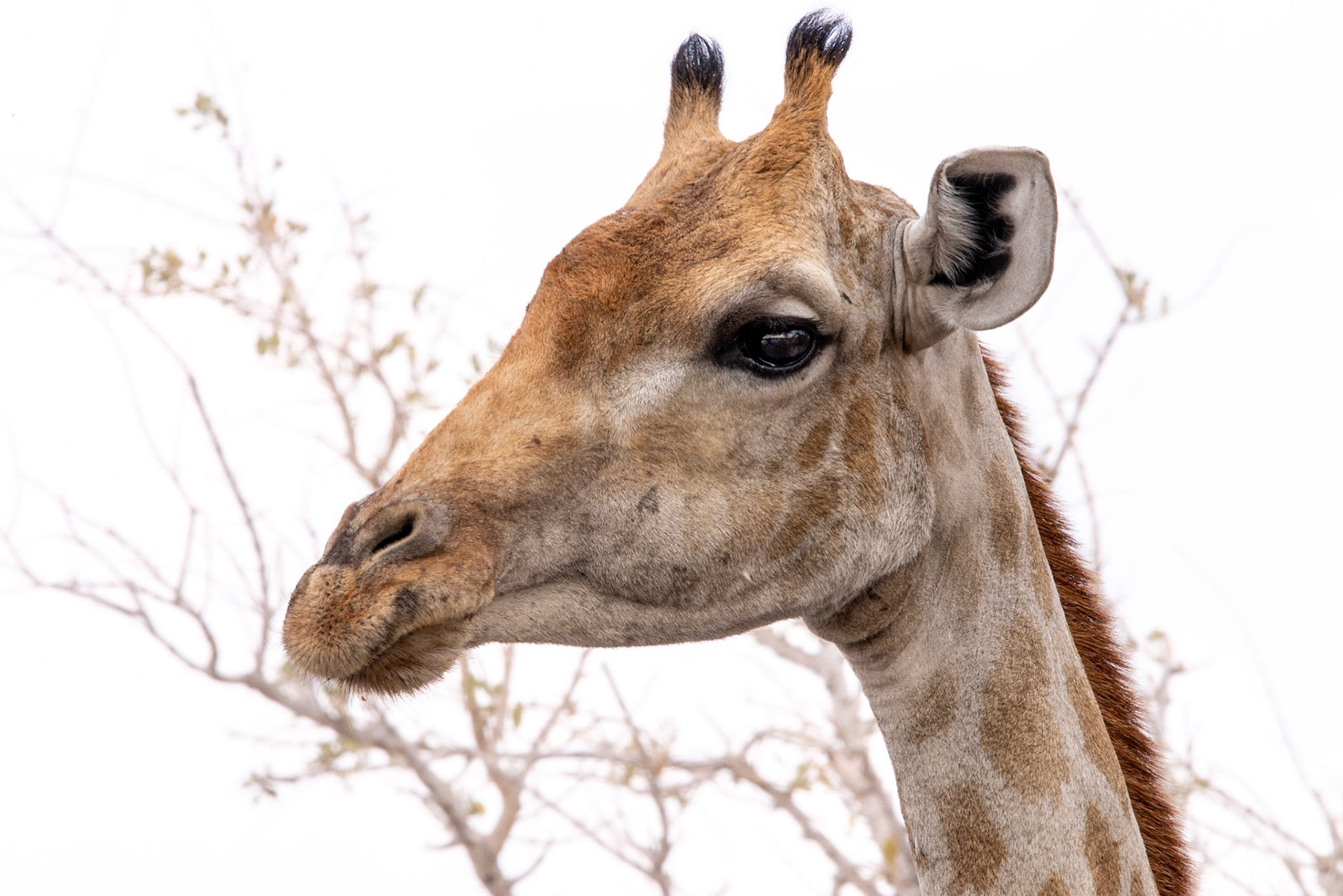 Chewing, Namibia 2019