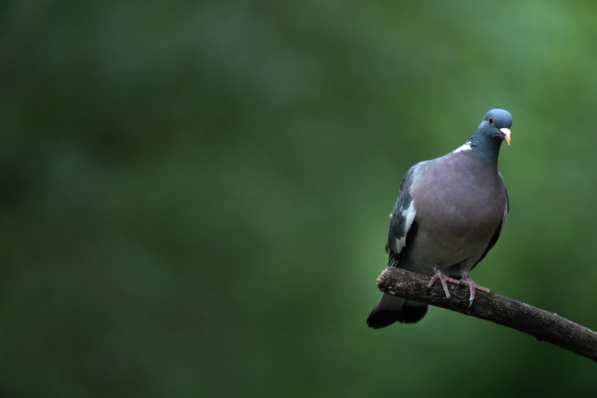 Ramier #4, Prades le Lez 2025