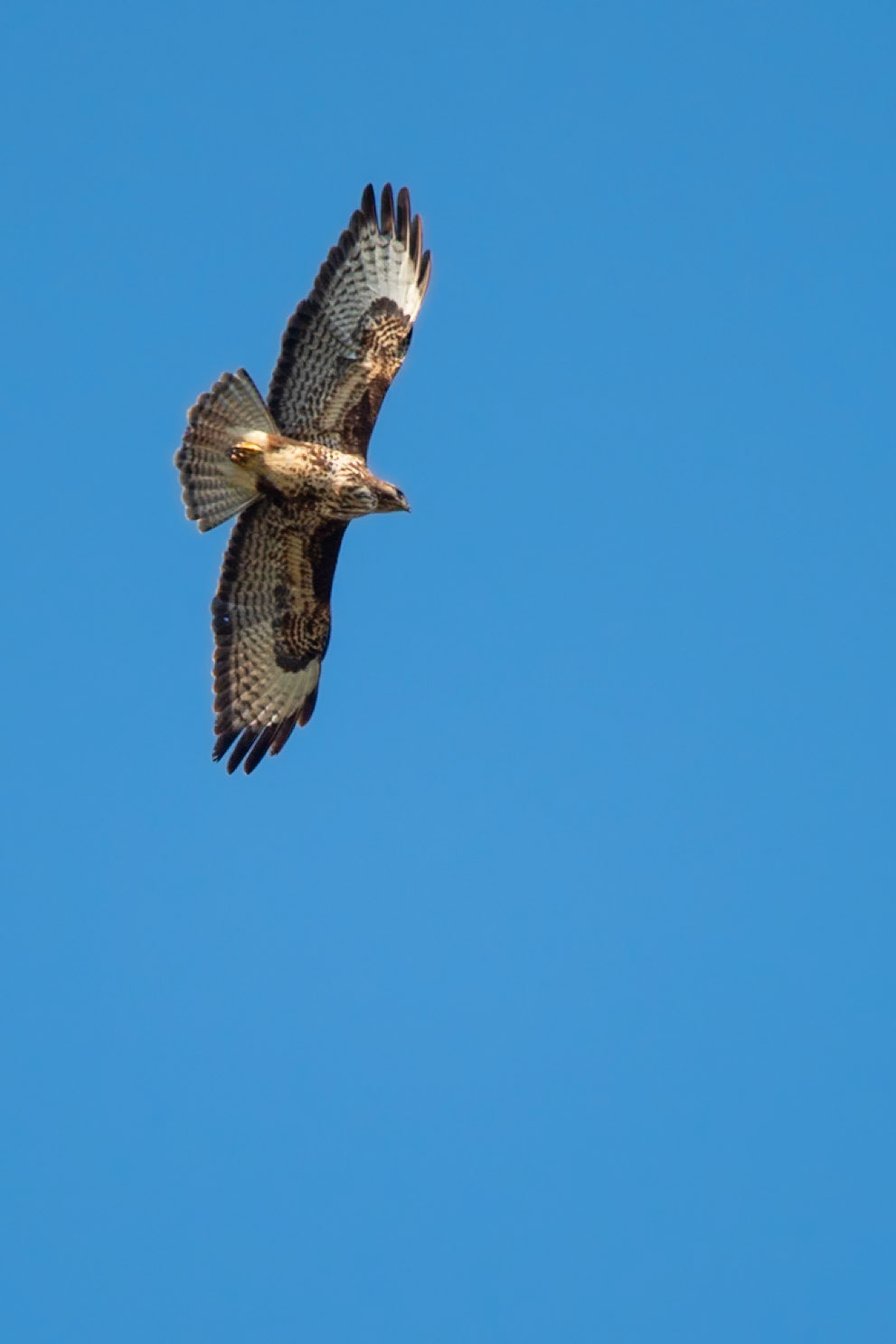 In the sky, Prades le Lez 2025