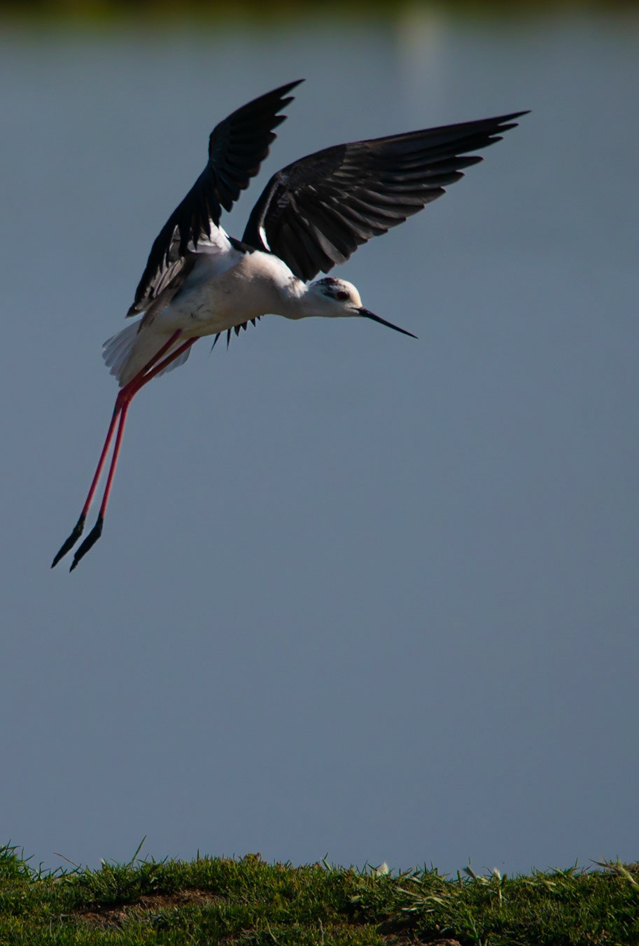 Landing, Le teich 2022