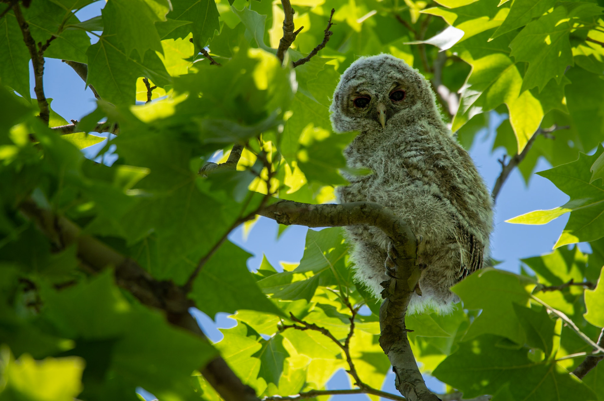 Fledge #6, Montpellier 2025