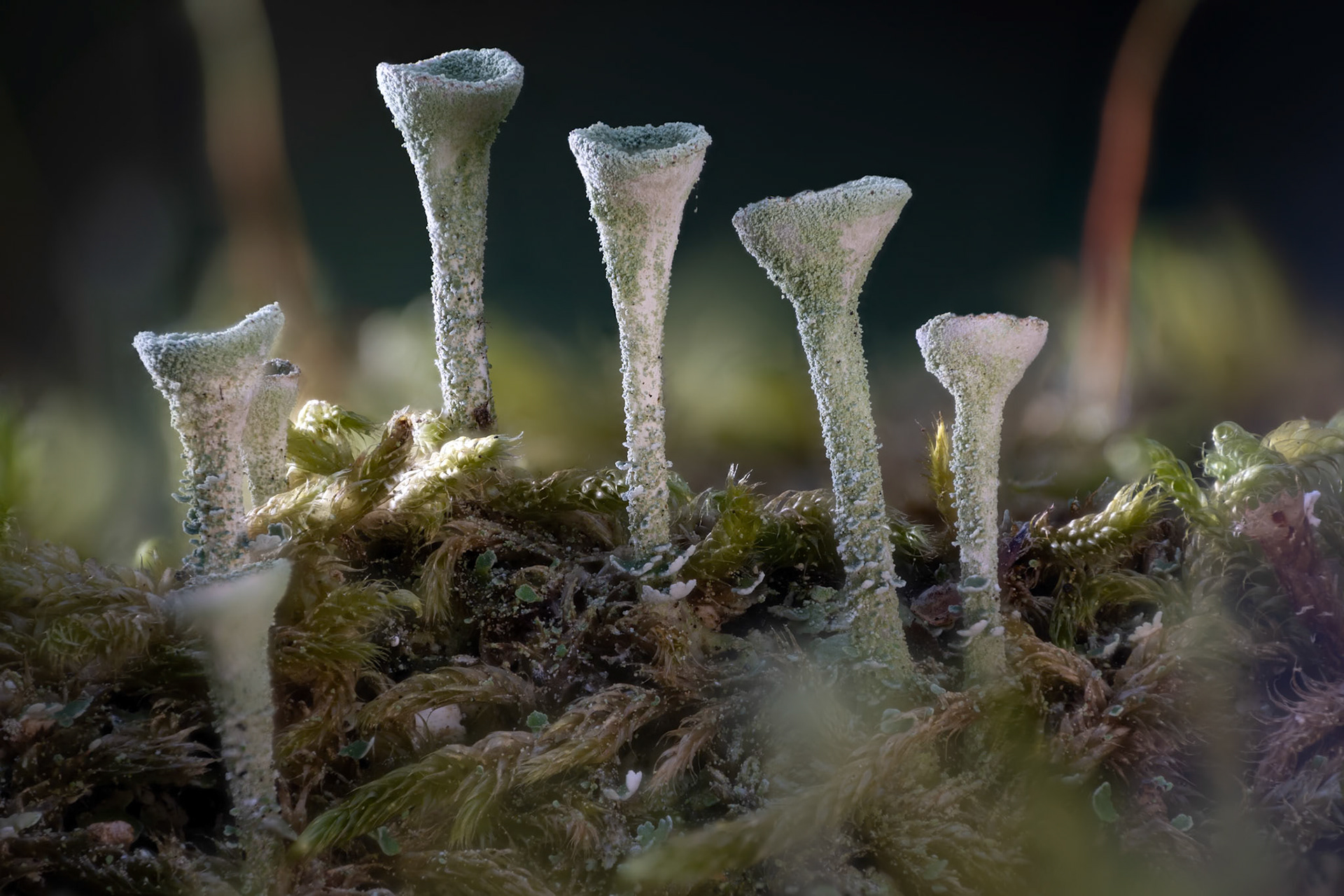 Not Fungi ! , Prades le Lez 2025