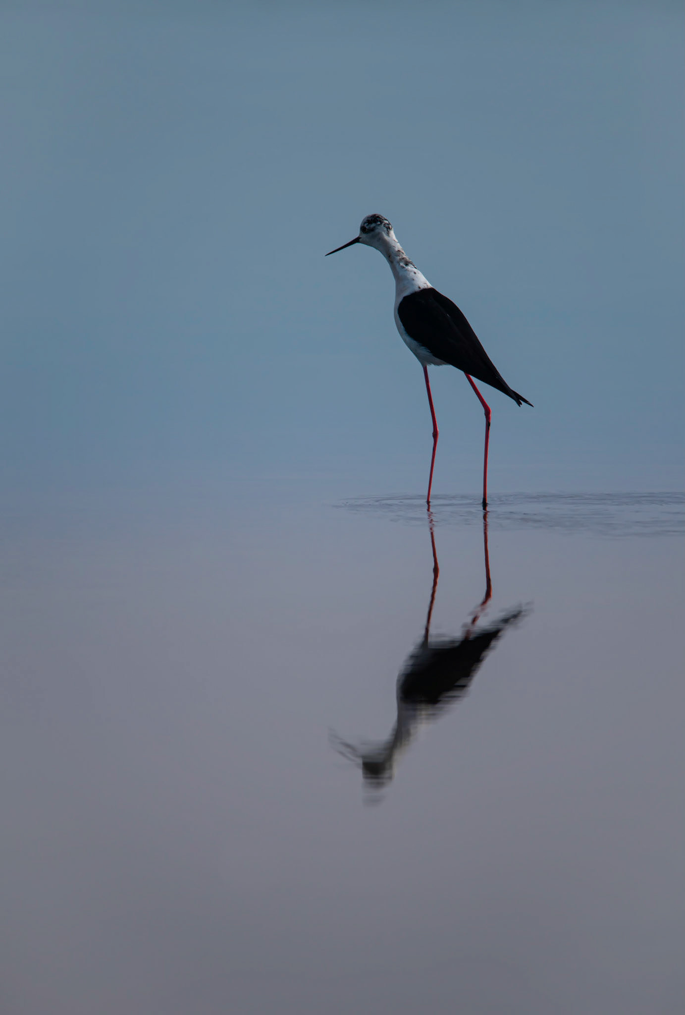 Pink'n blue, Le Teich 2022