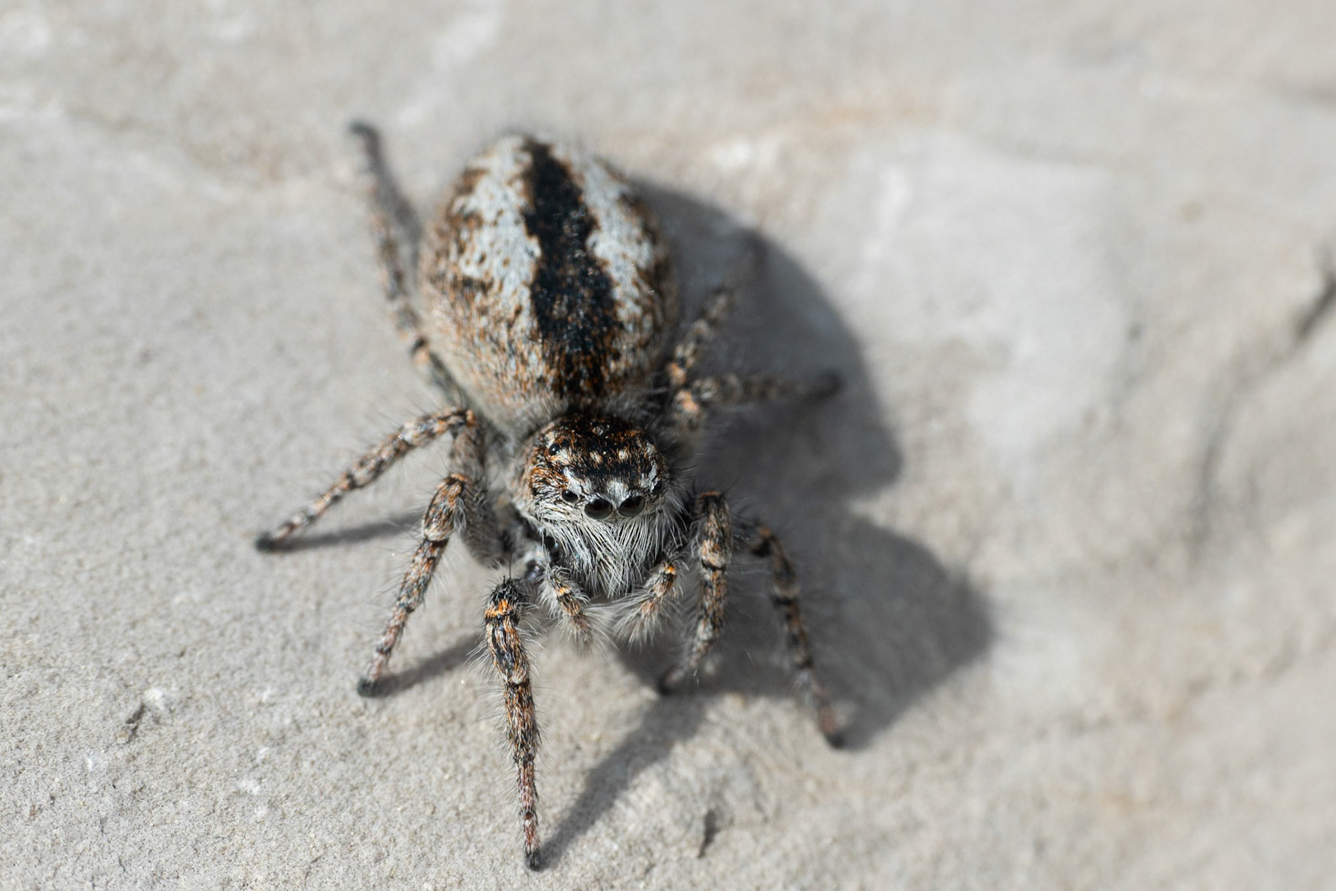 Philaeus chrysops ♀ #2, Prades le Lez 2025