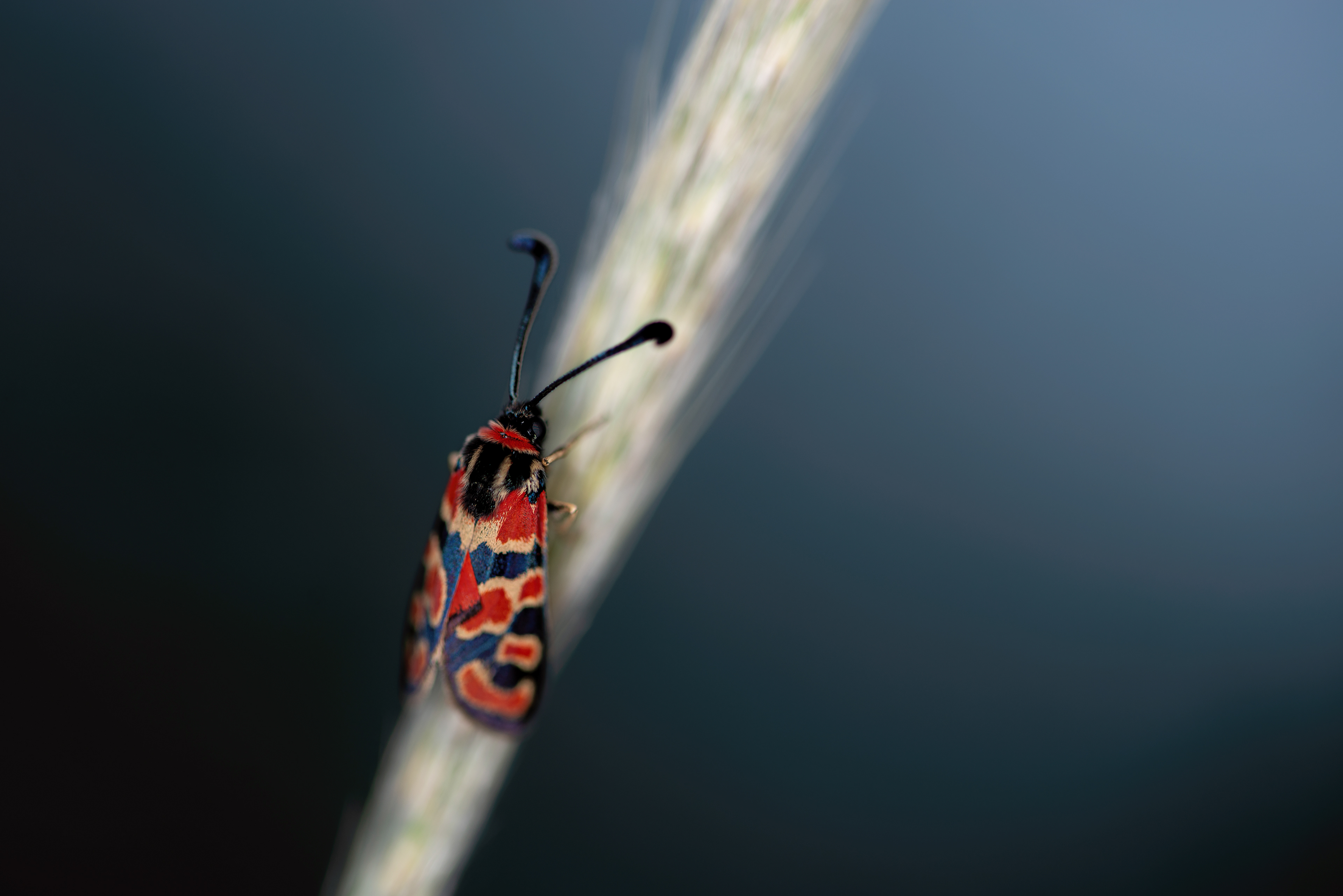 Madame de la Petite Coronille, Montpellier 2022