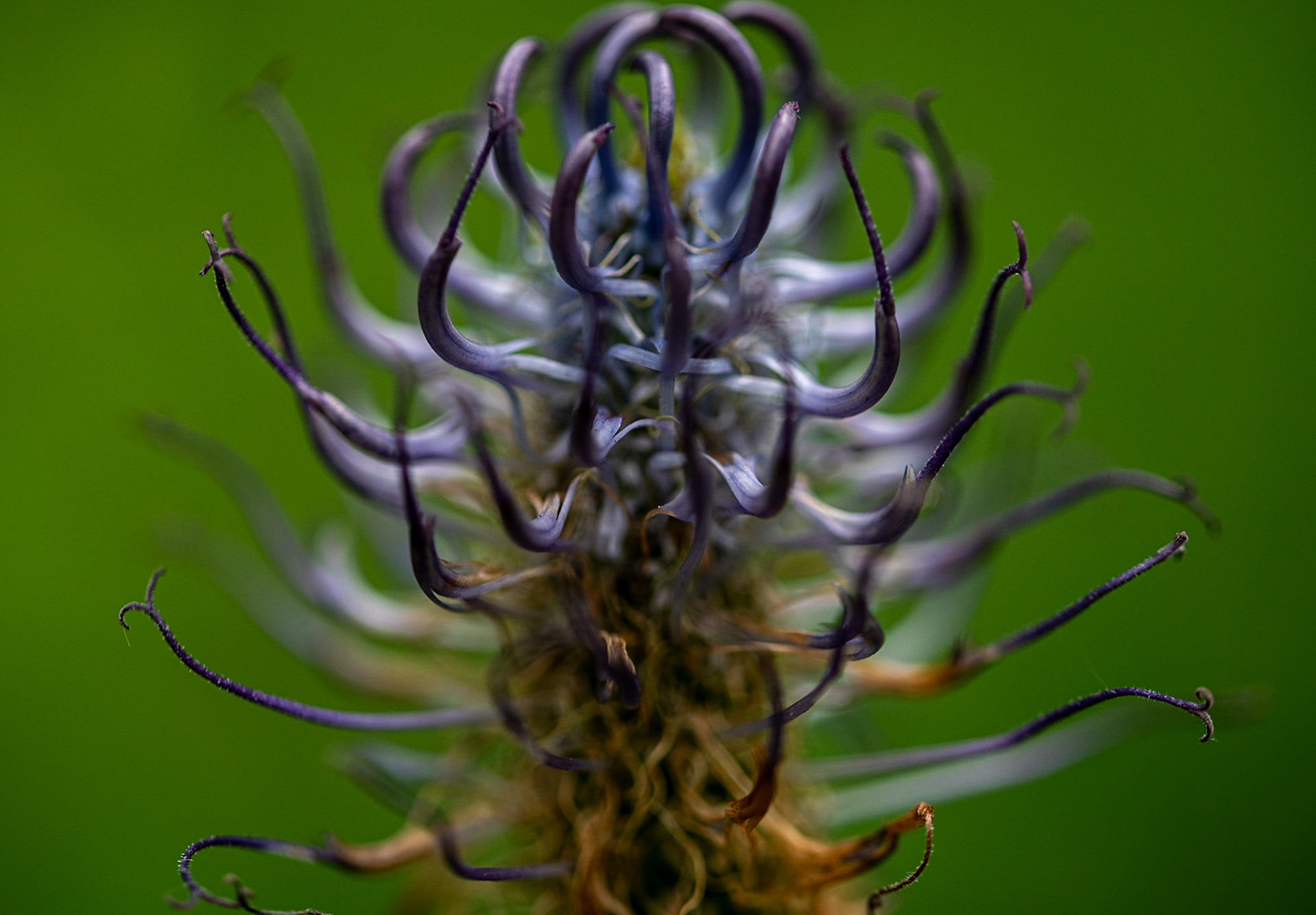 Flamèches, Névache 2023